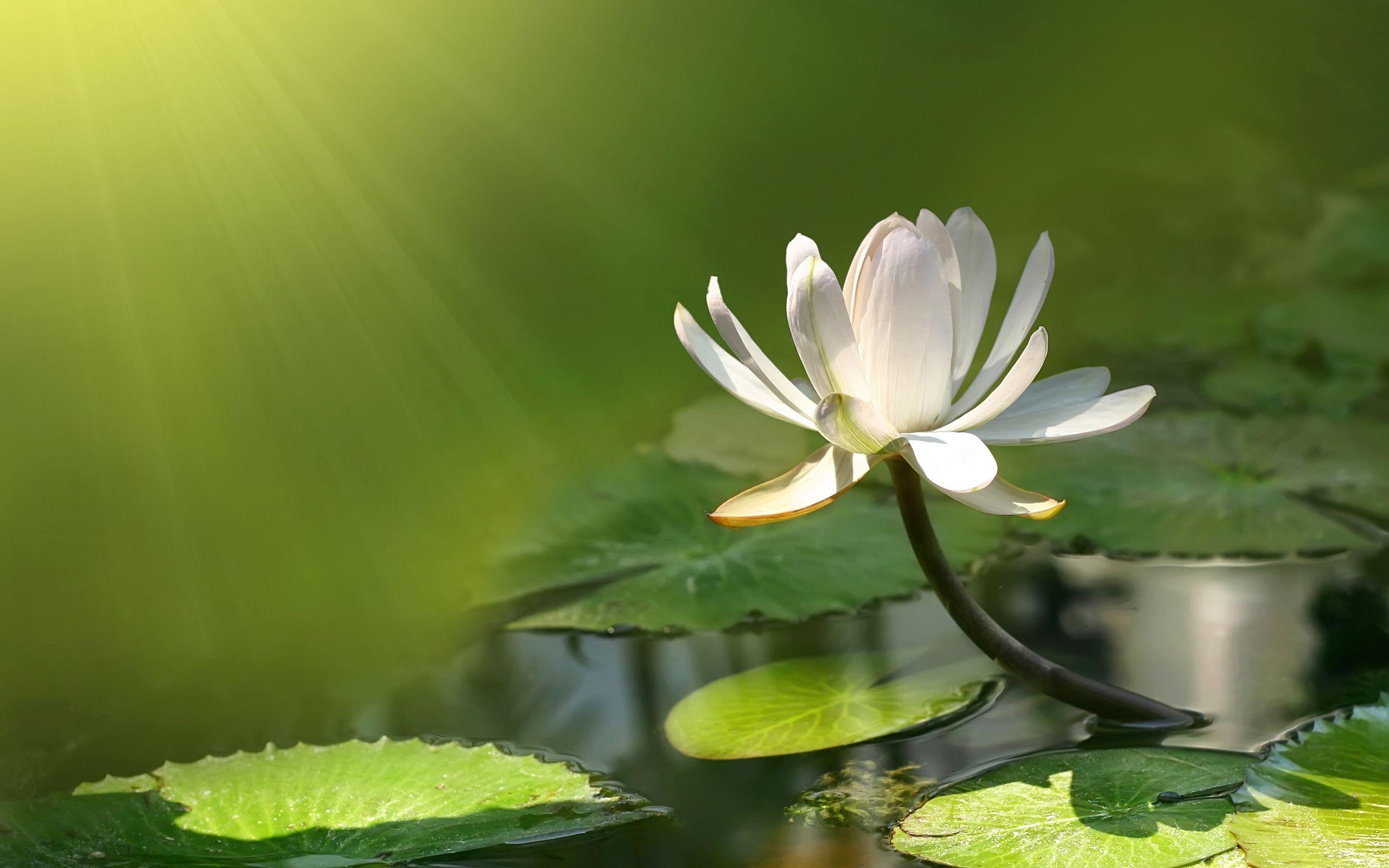 2560x1600 Samurai Music Japanese Music wallpaper. Lotus