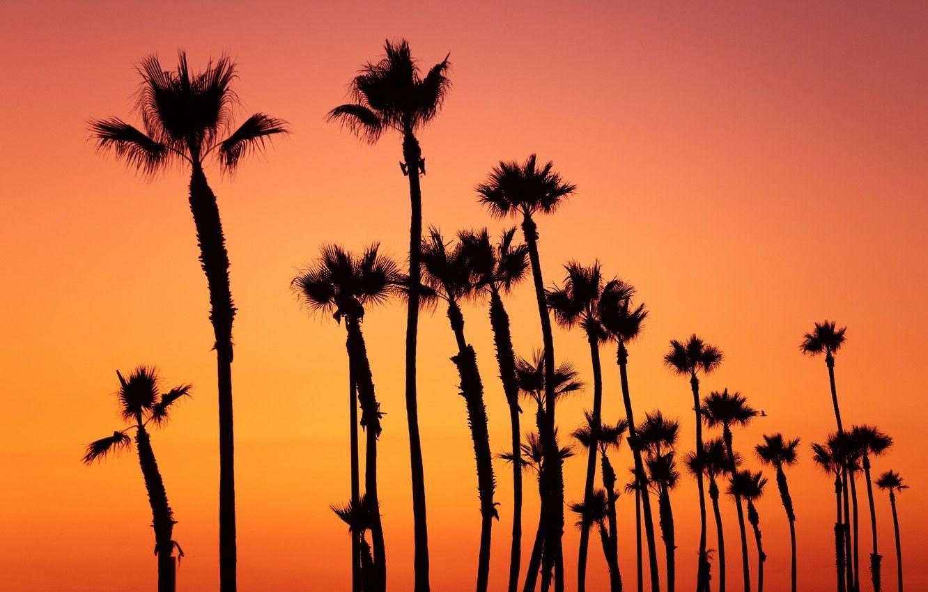 1332x850 Wallpaper colorful, twilight, sky, trees, nature, yellow, sunset, pink, orange, dusk, palm trees, palms, tropical, tropics, 4k ultra HD background image for desktop, section природа