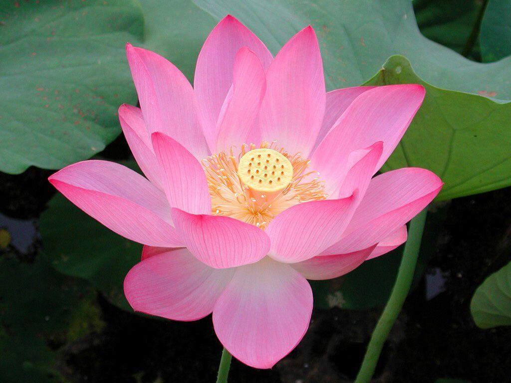 Japanese Lotus Wallpapers - Top Free Japanese Lotus Backgrounds ...
