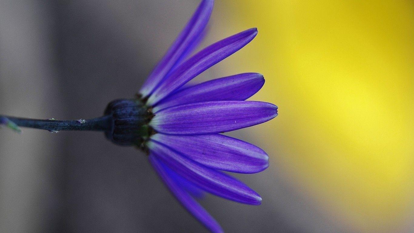 1366x768 Flowers: Beauty Filtered Blue Lotus Flower Cineraria Flowers Nature
