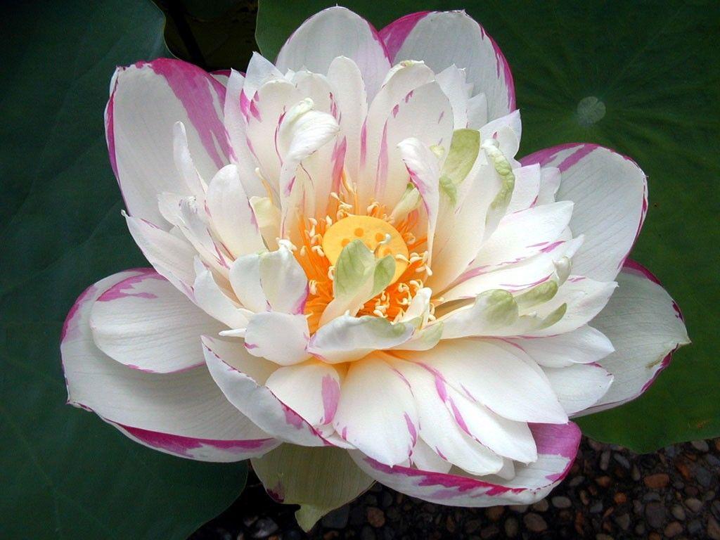 1024x768 Color wallpaper: June Pink Flower Lovely Beautiful Wallpaper