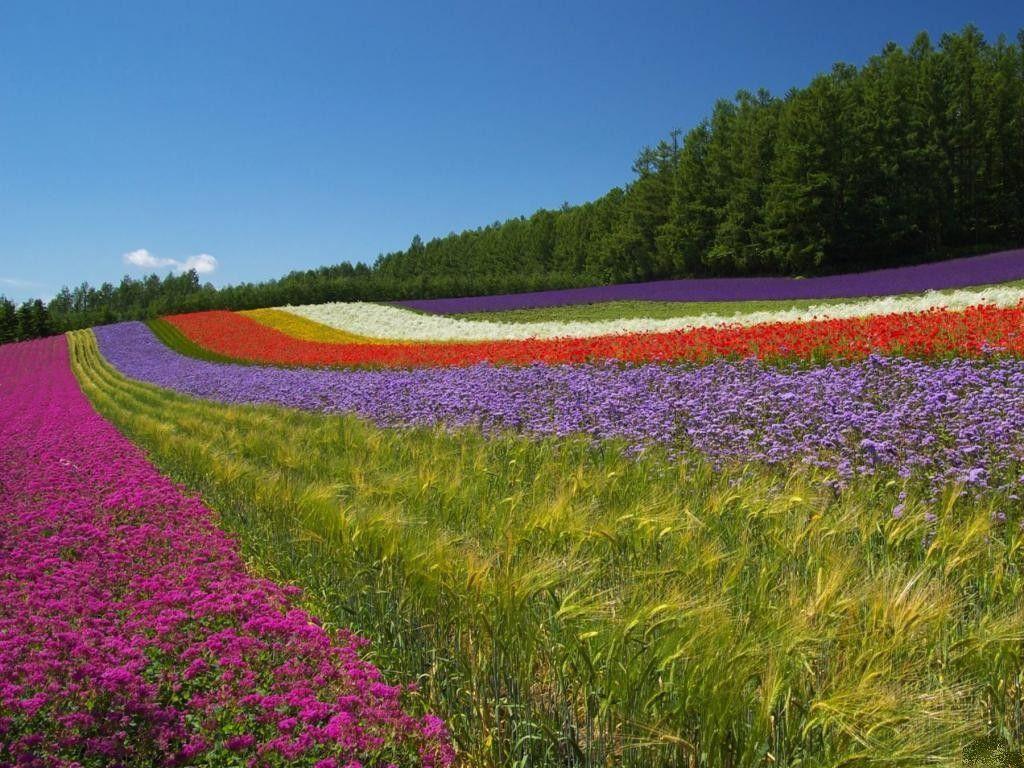 1024x768 Hokkaido Tag wallpaper: Flower Field Blue Sky Hokkaido Flowers