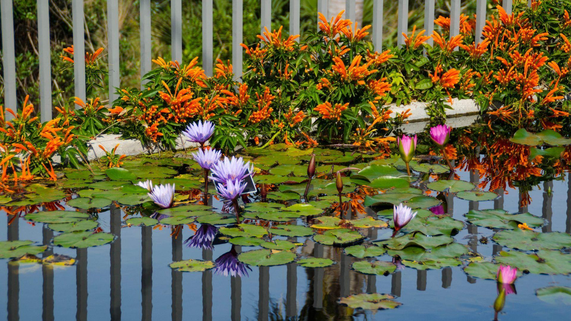 1920x1080 Pond Tag wallpaper: Pond Thank Nature Lotus Lake Words