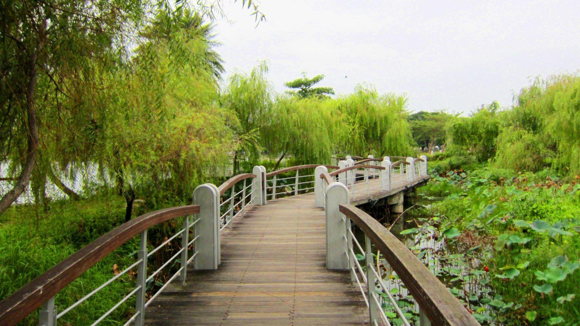 1920x1080 Lotus Tag wallpaper: Little Bridge Lotus Lake Tree HD Background