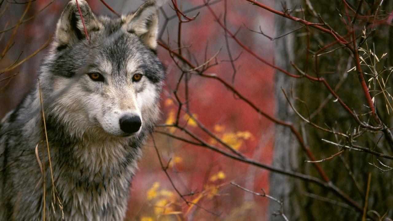 1280x720 Native American Wolf