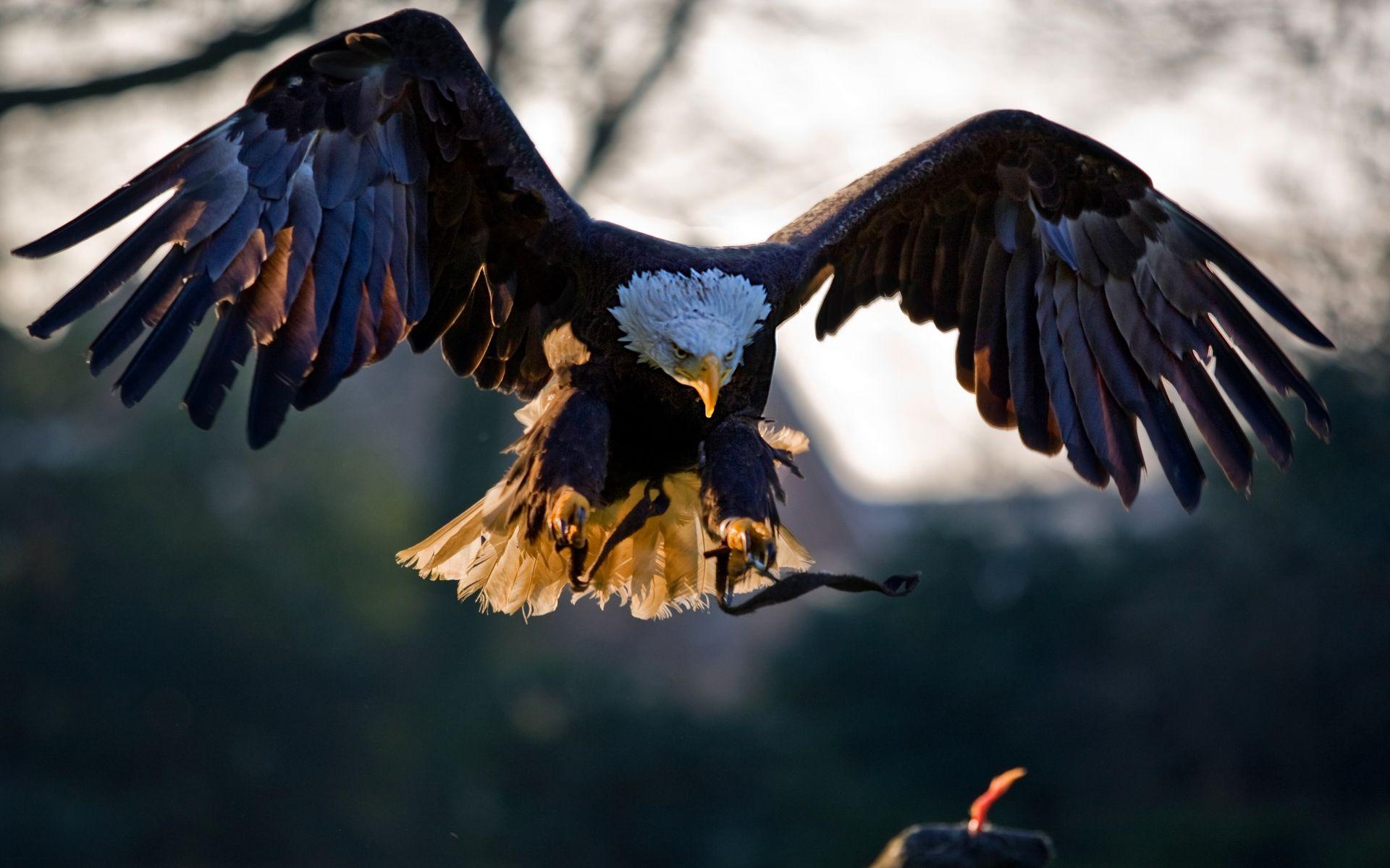 1920x1200 HD American Eagle Wallpaper
