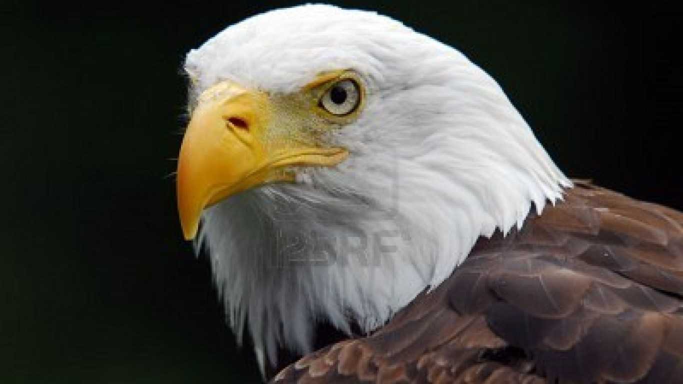 1366x768 Desktop Of American Eagle Wallpaper High Quality Pc