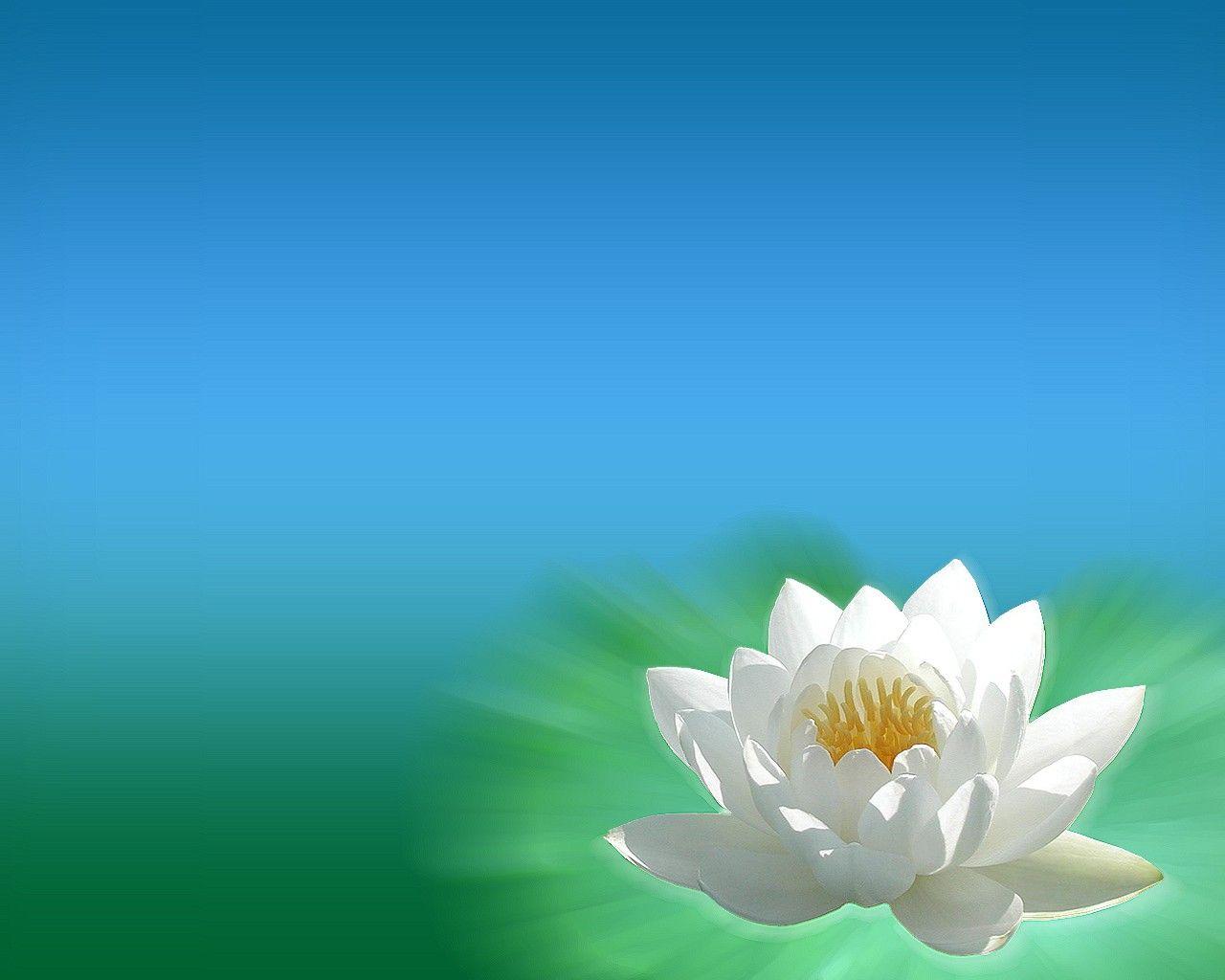1280x1024 Flower: White Lily Beautiful Vector Japanese Flower Wallpaper for HD