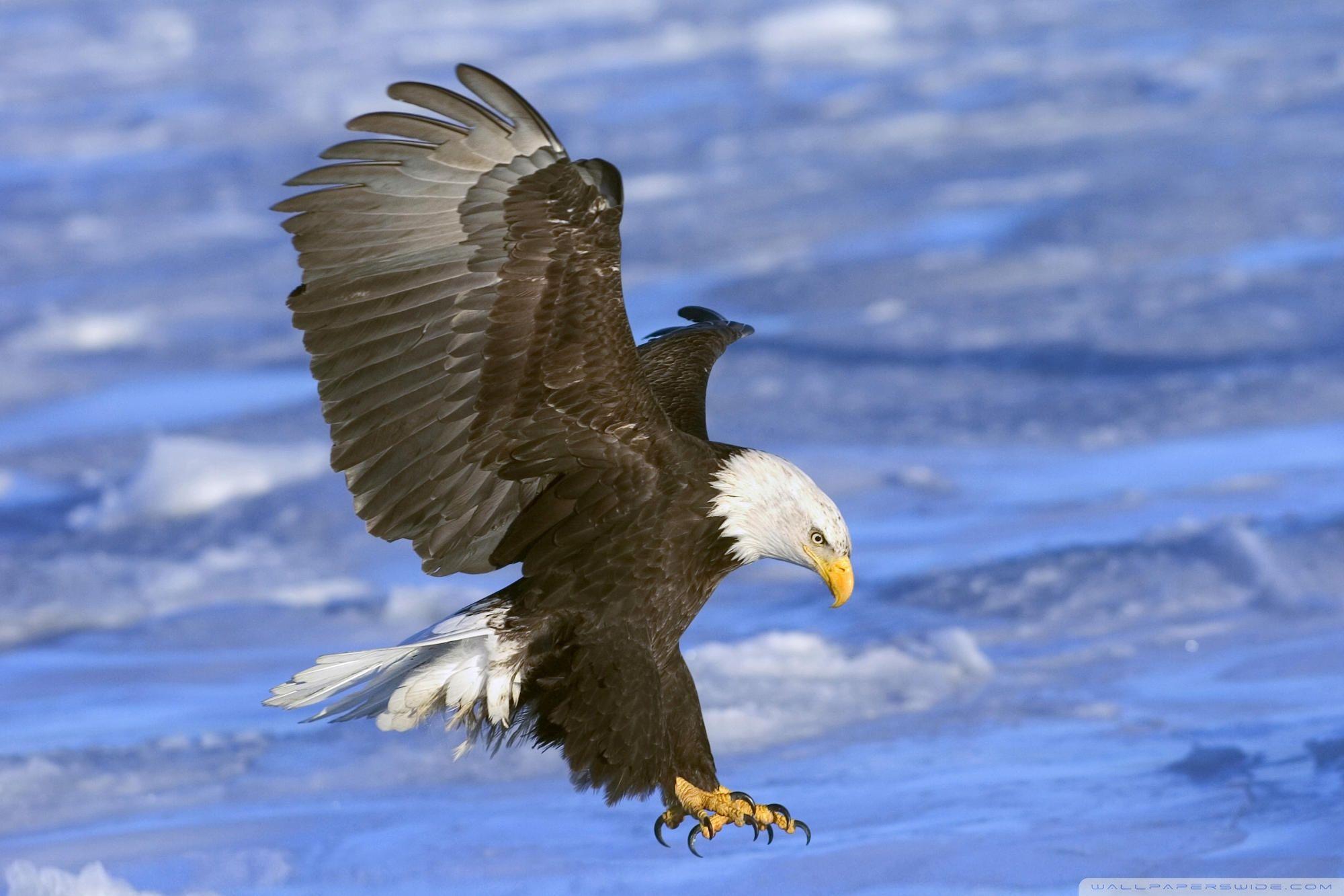 2000x1333 Animals & Birds Bald Eagle in Flight Alaska wallpaper Desktop