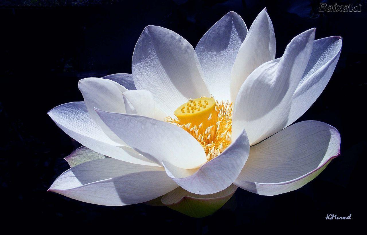 1280x819 japanese lotus. Origami Lotus Flower