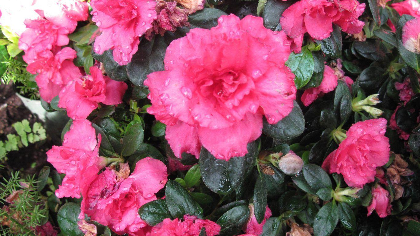 1366x768 Flower: Love Rose Photography Nature View Black Flower Dry Dead
