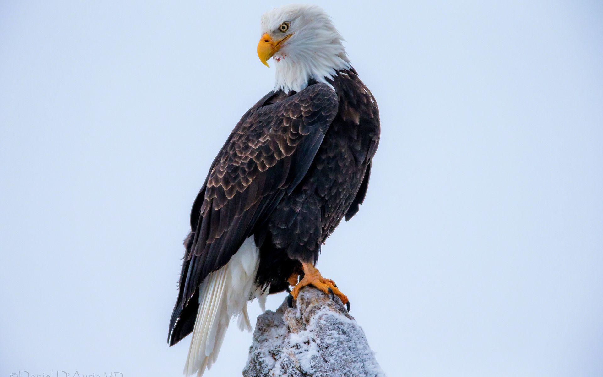 1920x1200 Desktop American Eagles Photo Free Wallpaper