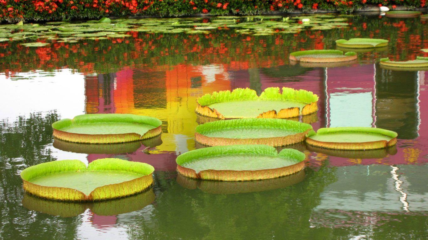 1366x768 Nature Lovely Splendor Different Tulips Colors Leaves Types Flowers