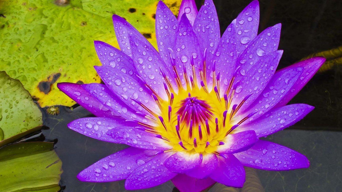 Japanese Lotus Wallpapers - Top Free Japanese Lotus Backgrounds ...