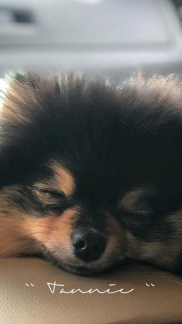 Yeontan Wallpapers - Top Free Yeontan Backgrounds - WallpaperAccess