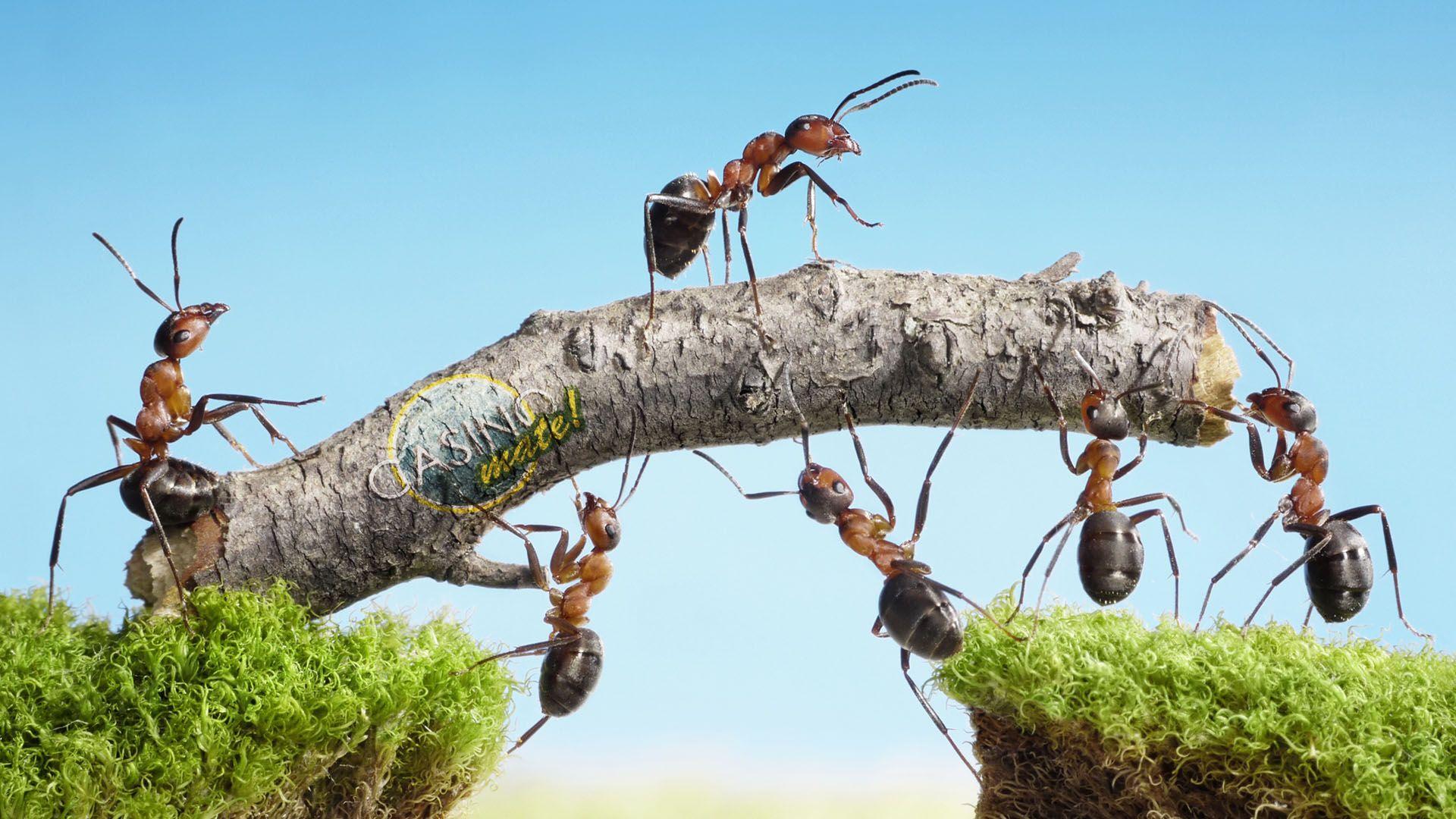 1920x1080 Hard Working Ants HD Wallpaperx1080