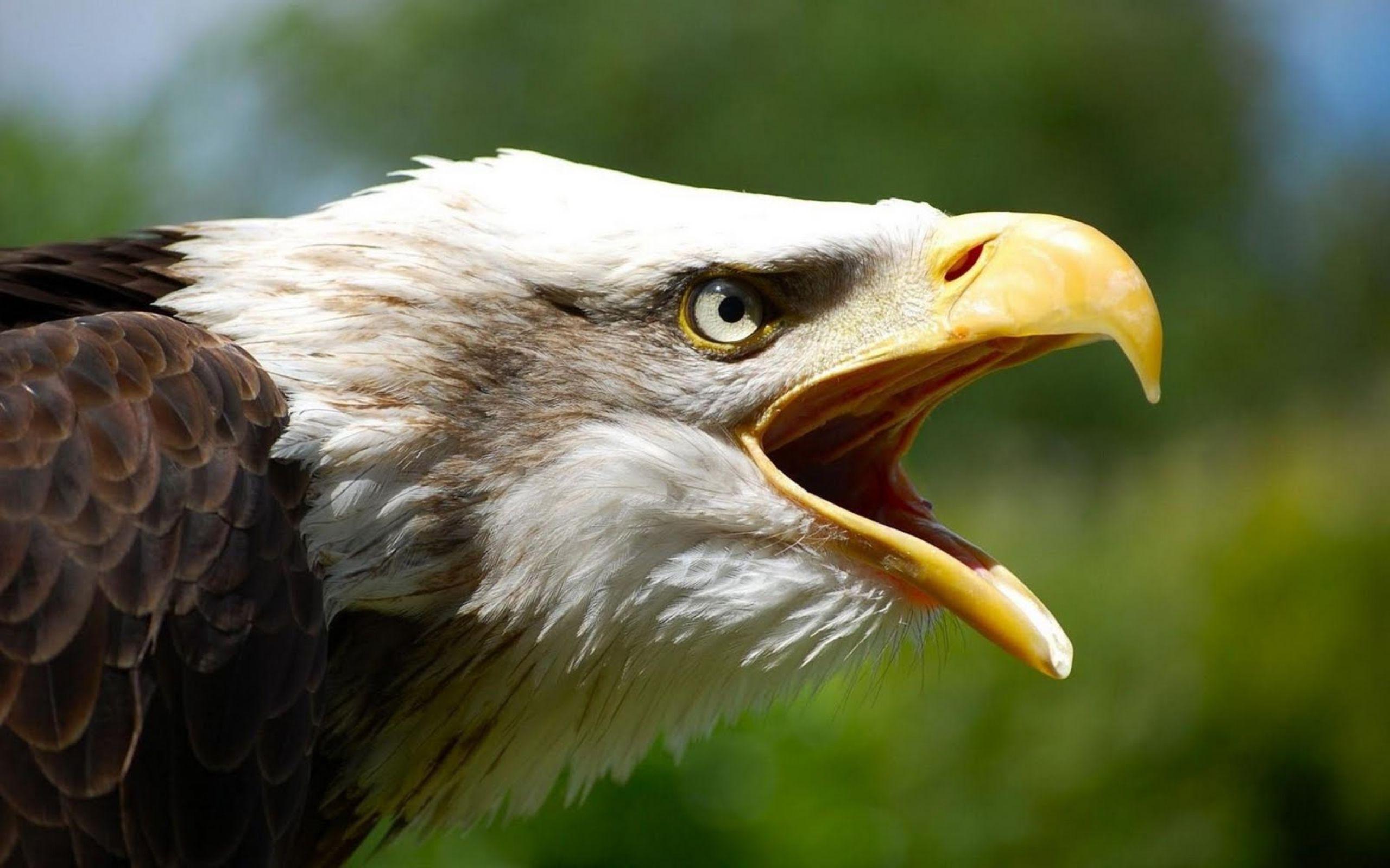 2560x1600 American bald eagle