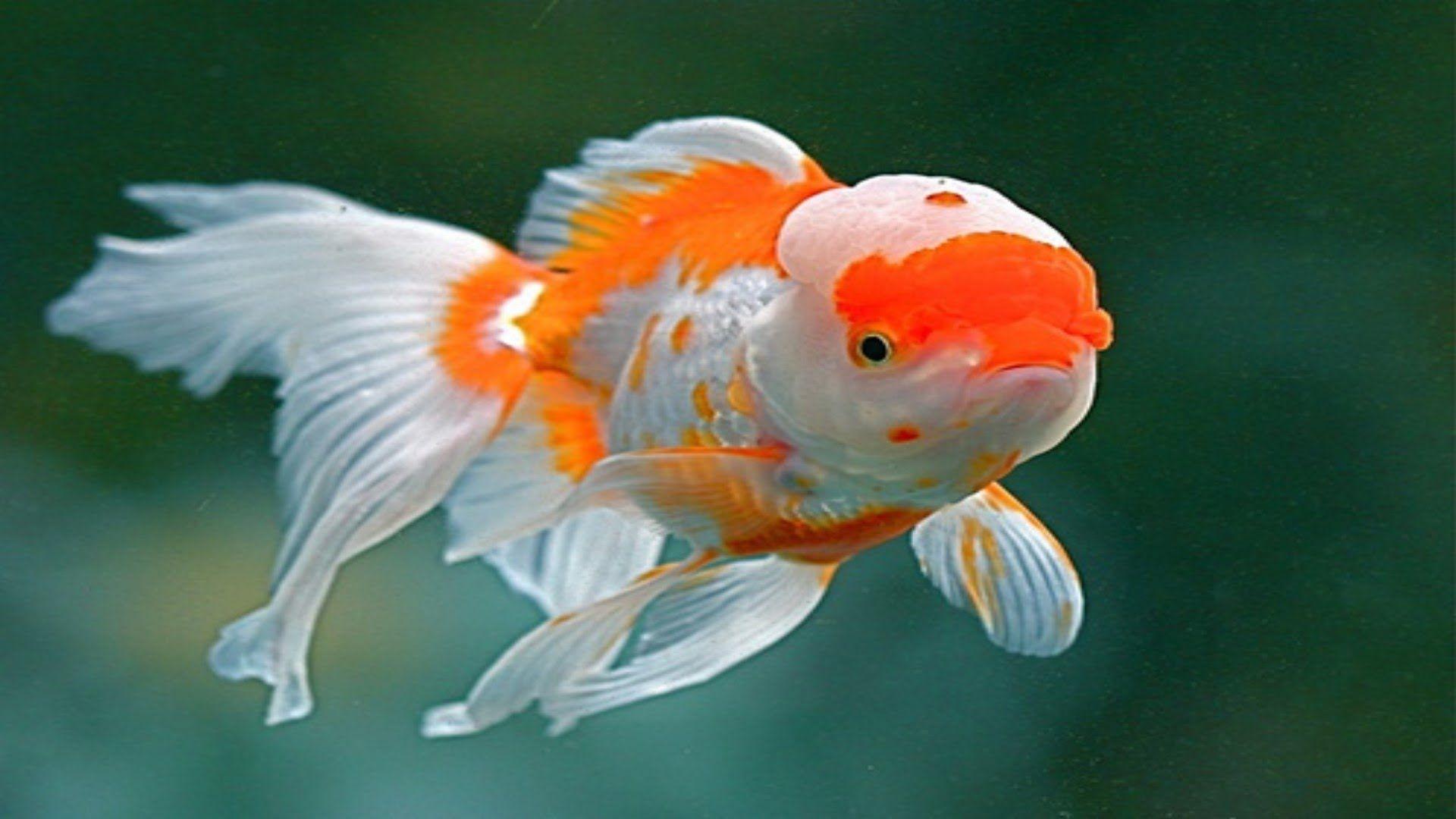 1920x1080 Chinese Red Cap Oranda Goldfish (Brain Fish)