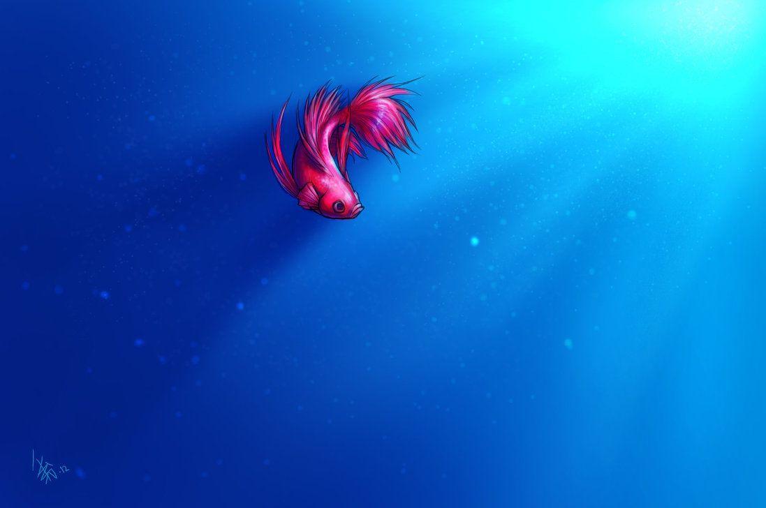 1097x728 Siamese Fighting Fish