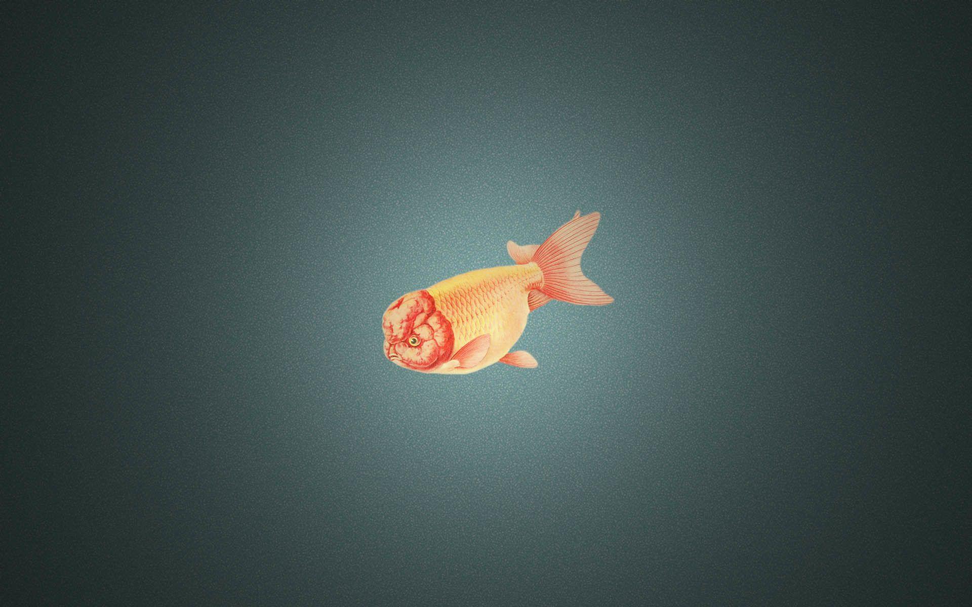 1920x1200 Gold Fish Wallpaper