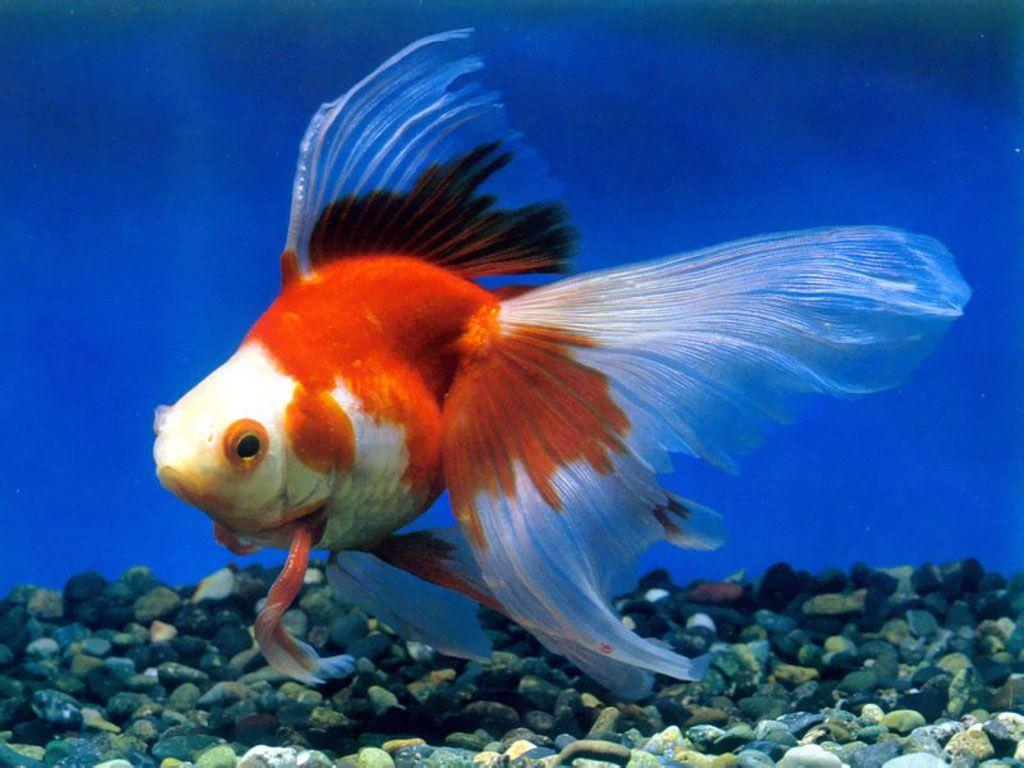 1024x768 Goldfish (id: 96264).