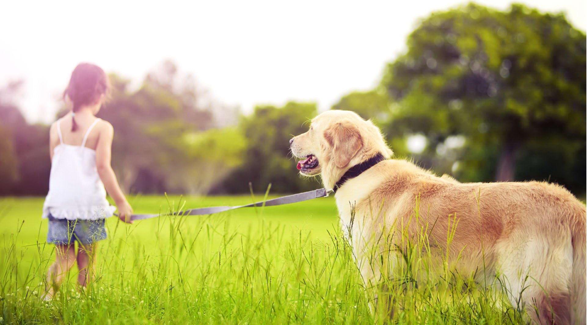 1922x1066 Small Girl With Big Dog Wallpaper Good Dog Food Co
