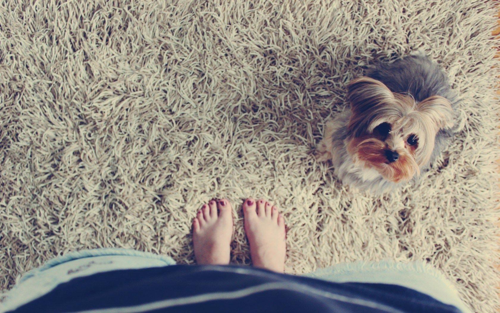 1680x1050 Girl Dog Photo
