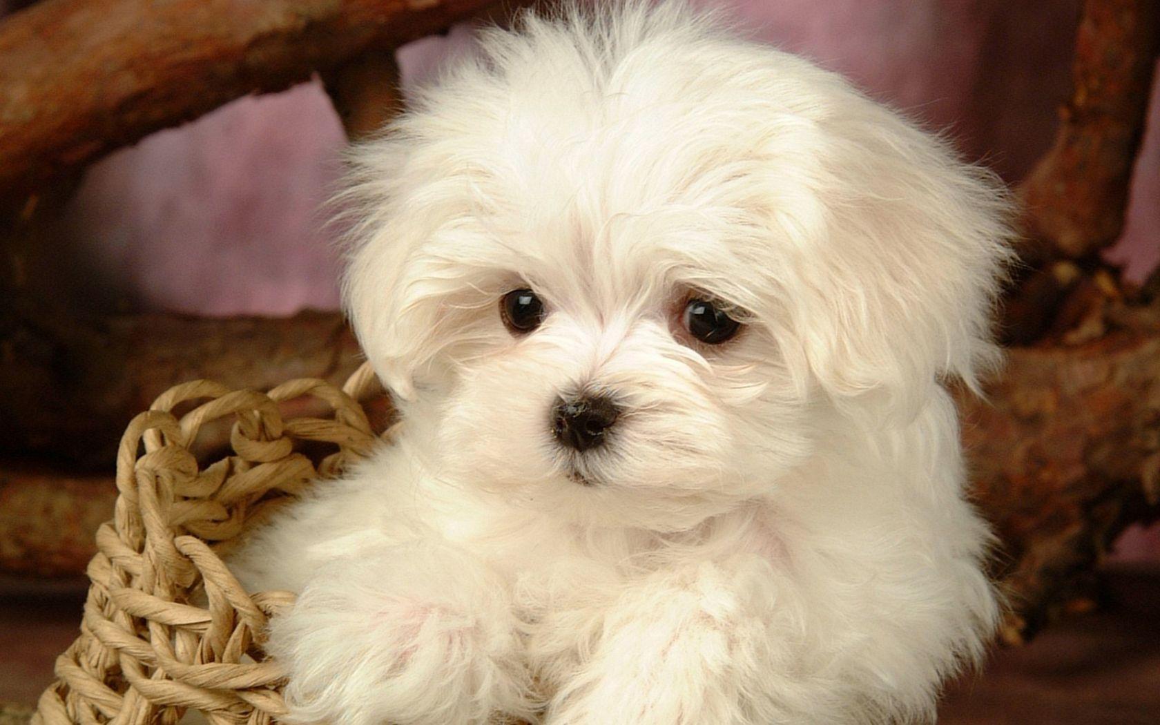 1680x1050 Free download Cute dog HD wallpaper for girls desktop wallpaper [1920x1080] for your Desktop, Mobile & Tablet. Explore Dog Desktop Background. Free Dog Desktop Wallpaper
