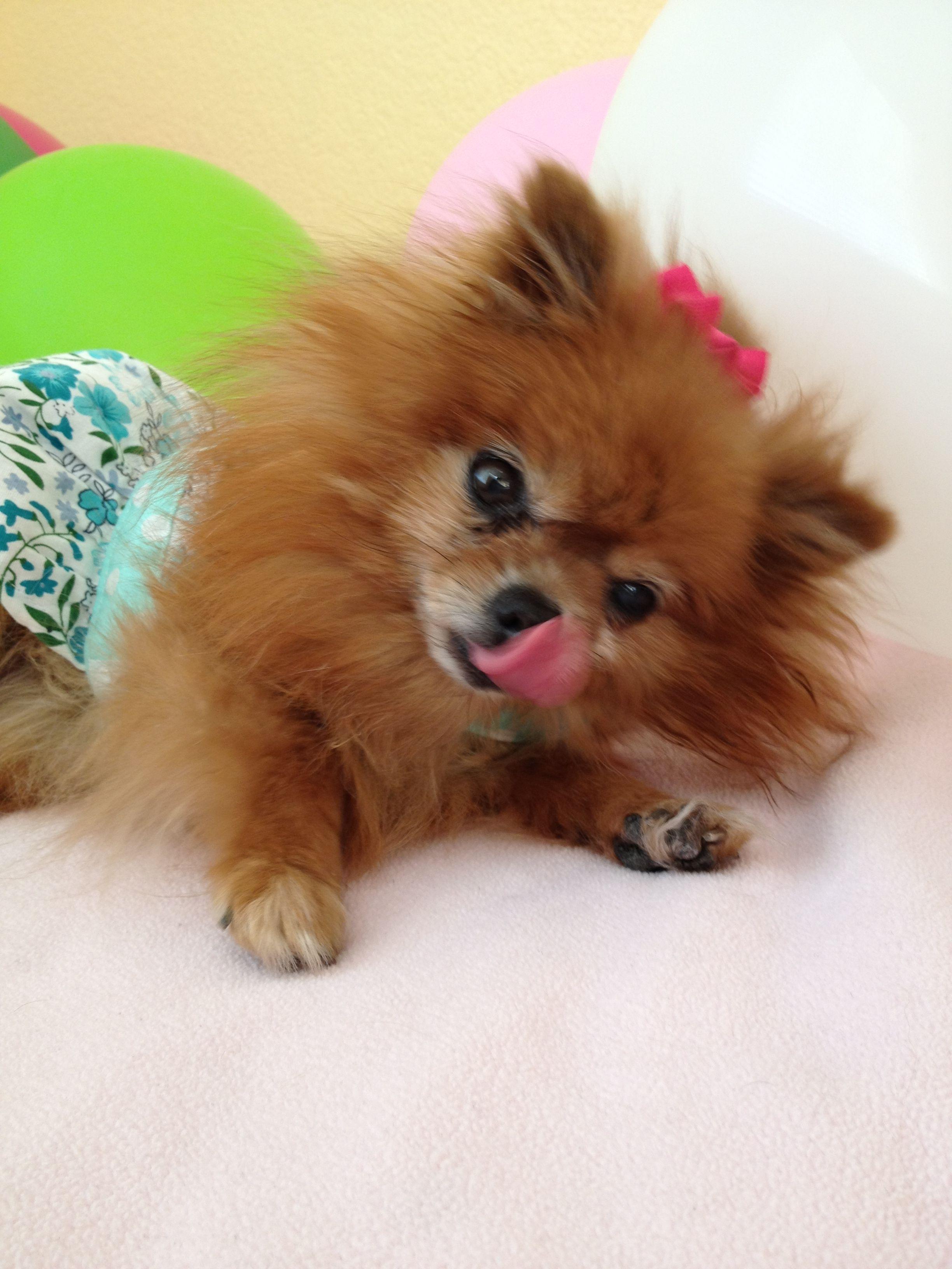 2448x3264 Pomeranian Dog Girl Wallpaper Wallpaper & Background Download