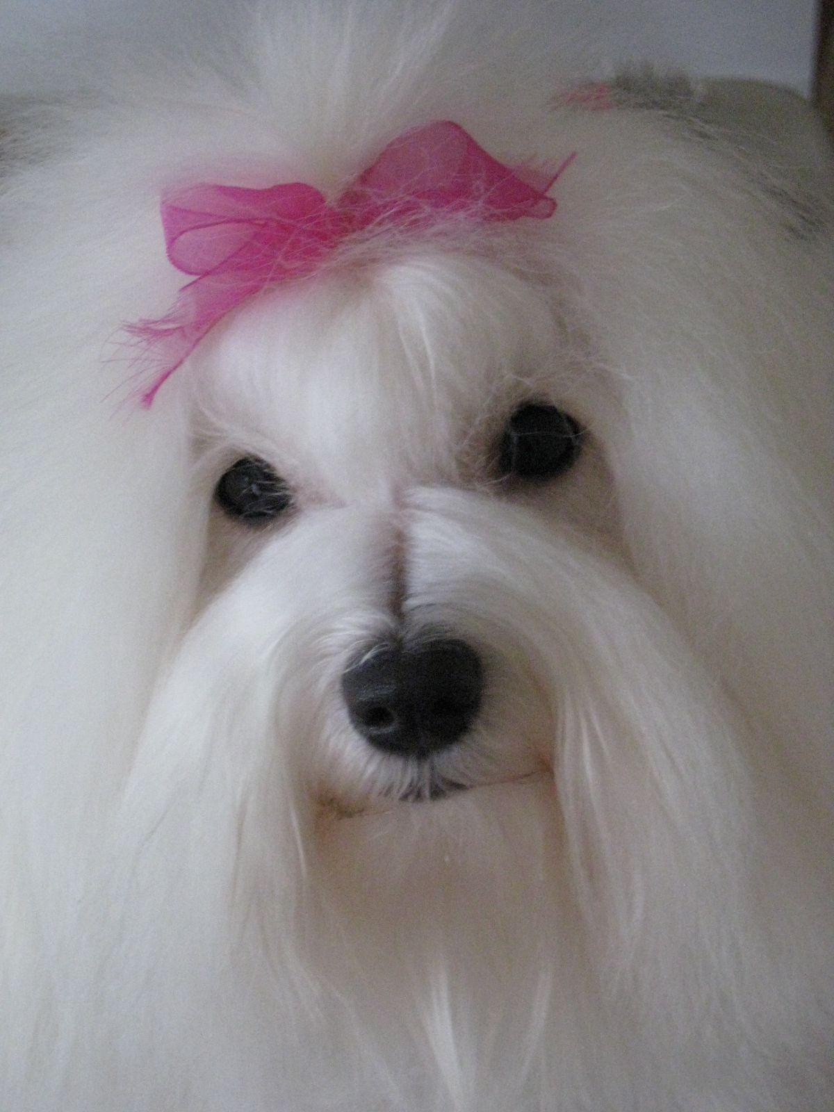 1200x1600 Cute Coton de Tulear dog girl photo and wallpaper. Beautiful Cute Coton de Tulear dog girl picture
