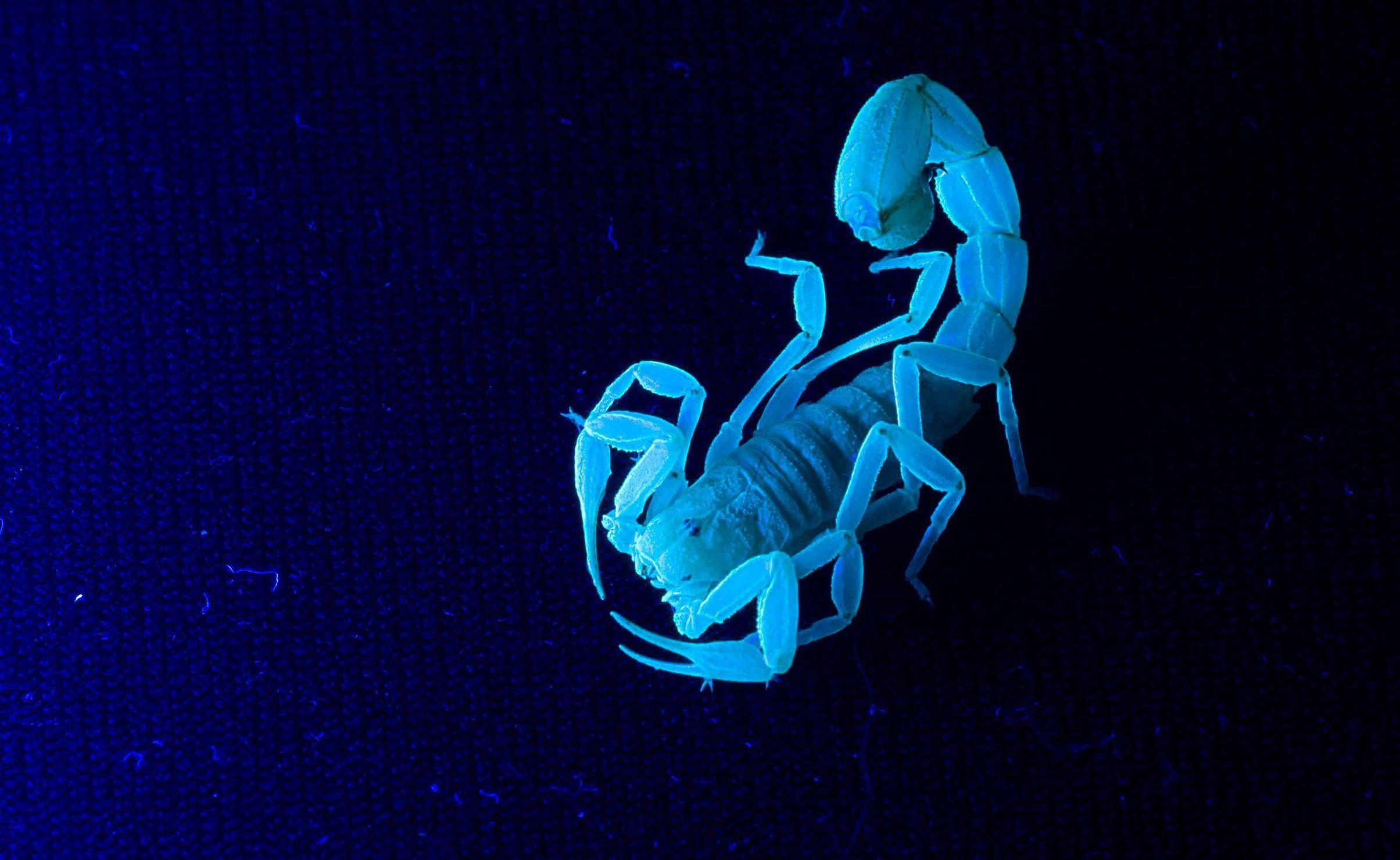 2409x1480 Tribal Animal Wallpaper Animals Wallpaper and Background