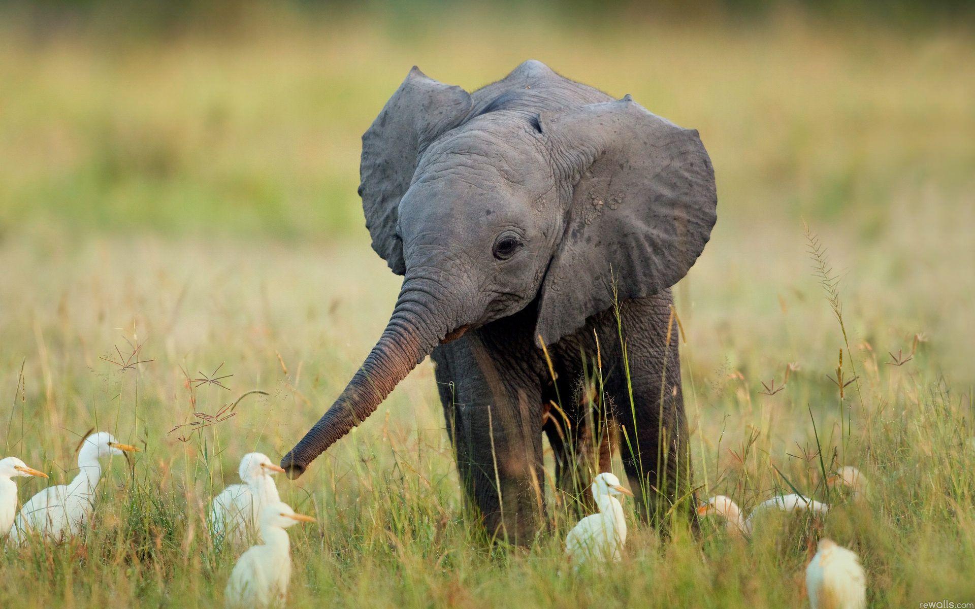 1920x1200 Free Elephant Wallpaper HD Resolution