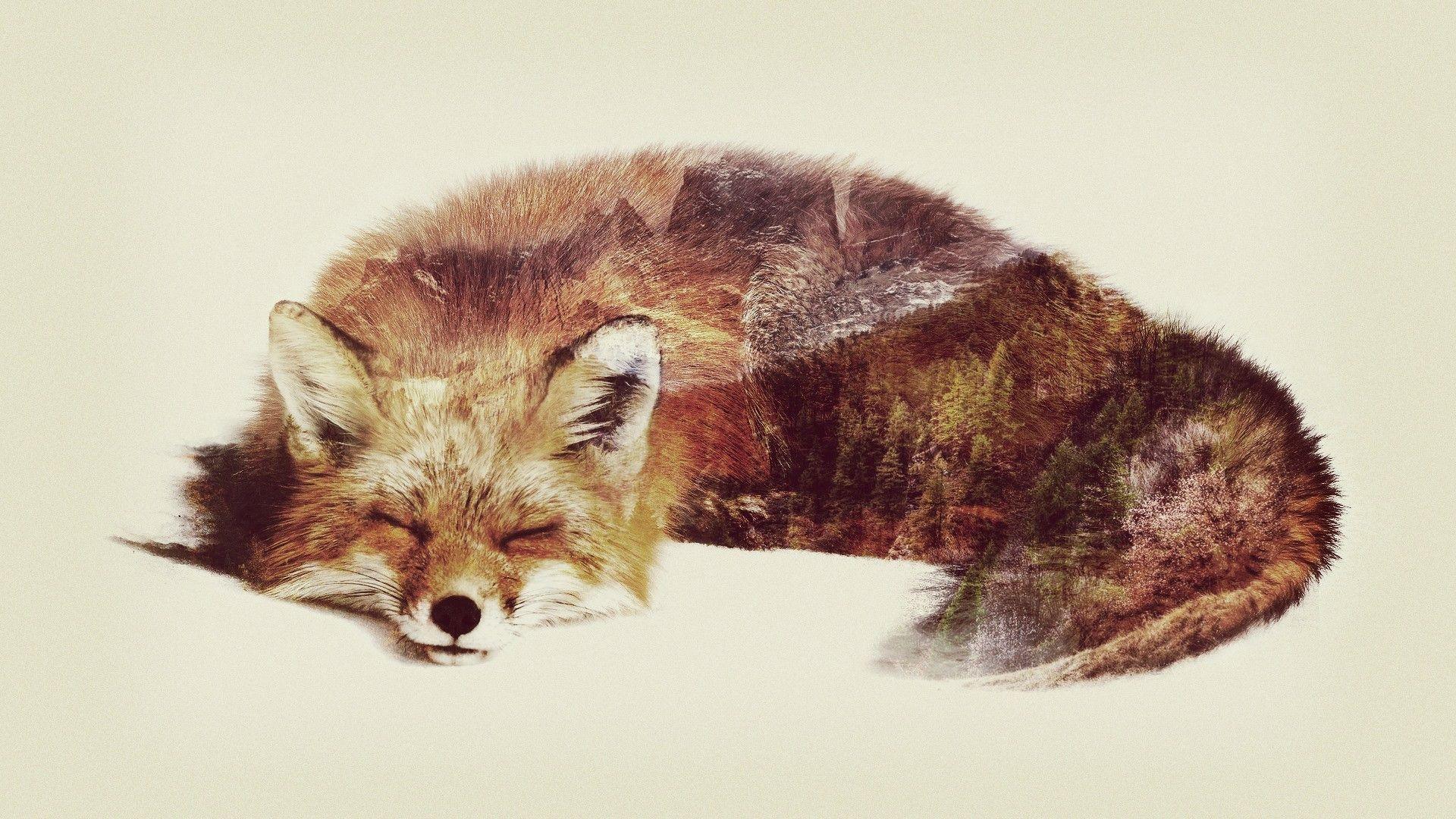 1920x1080 Wallpaper : animals, fox, whiskers, double exposure, fauna, mammal. Double exposure, Animals, Fox