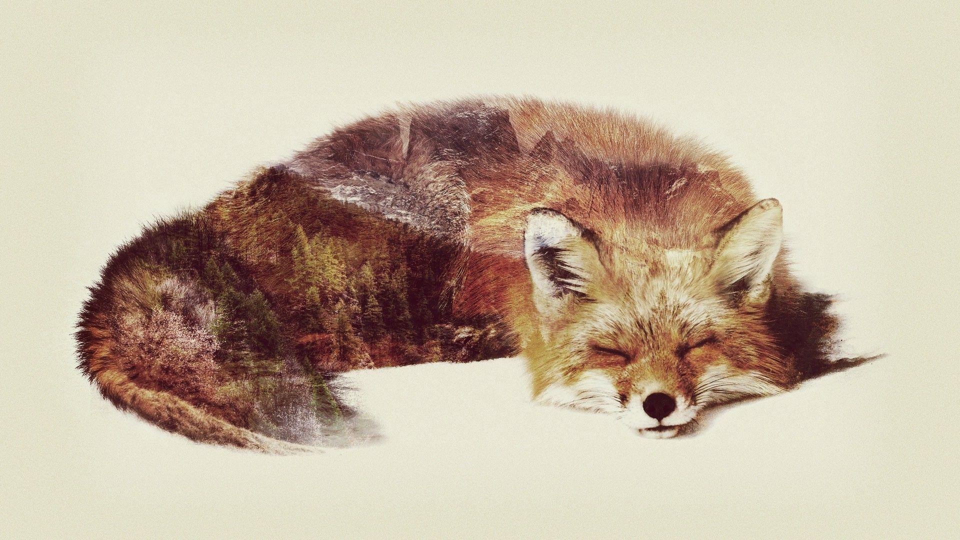 1920x1080 1920x1080 fox double exposure animals wallpaper JPG 610 kB. Mocah.org HD Desktop Wallpaper