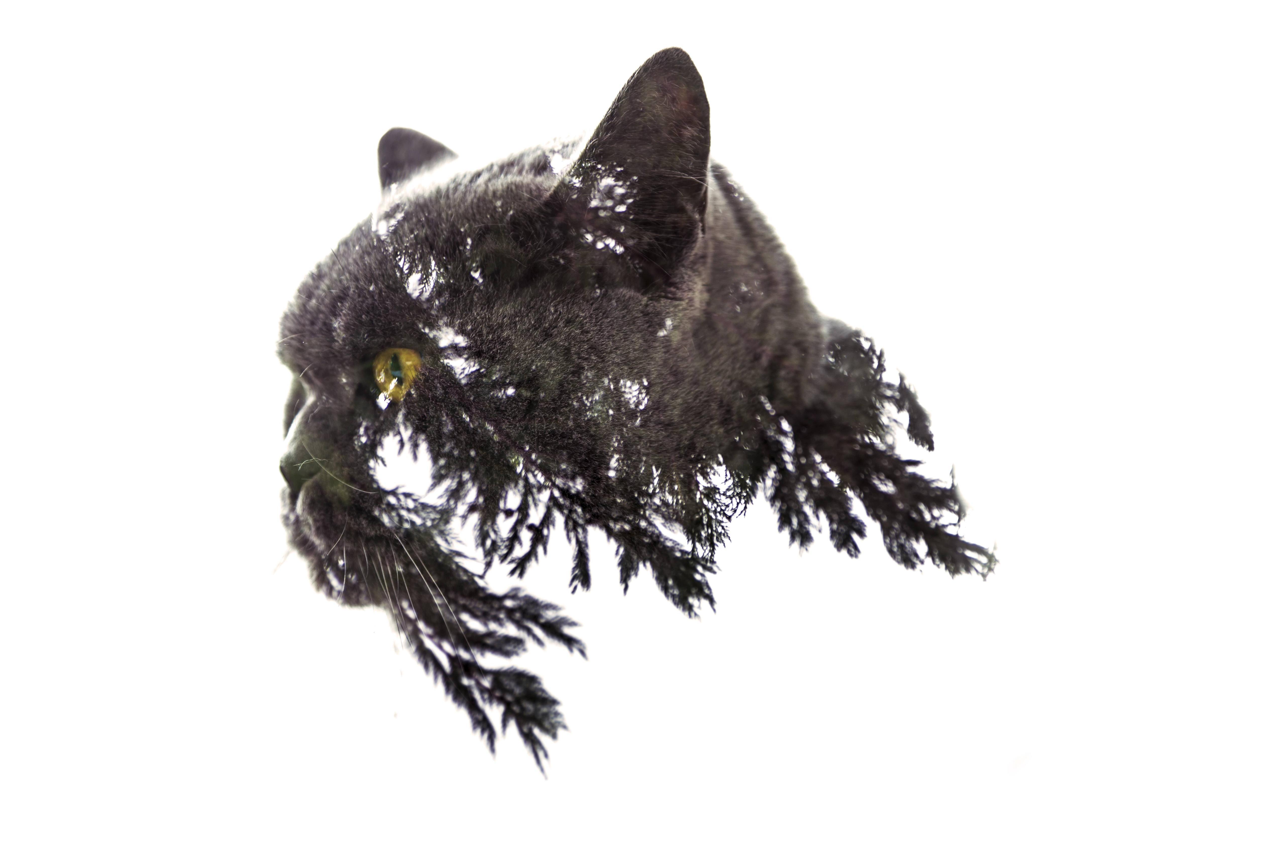 5100x3400 Cats Double Exposure Fir Tree Wallpaper:5100x3400