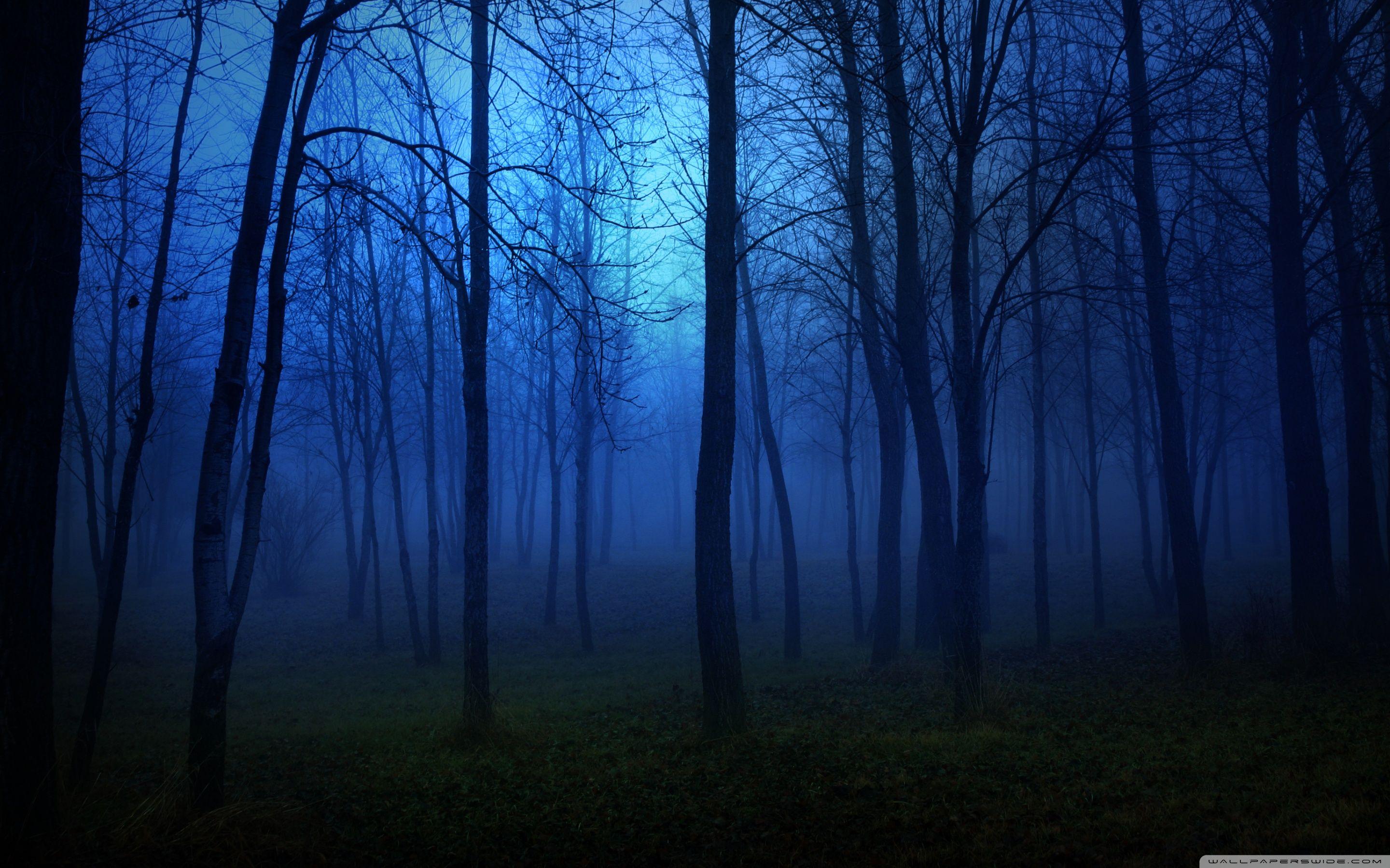 beautiful forest at night hd