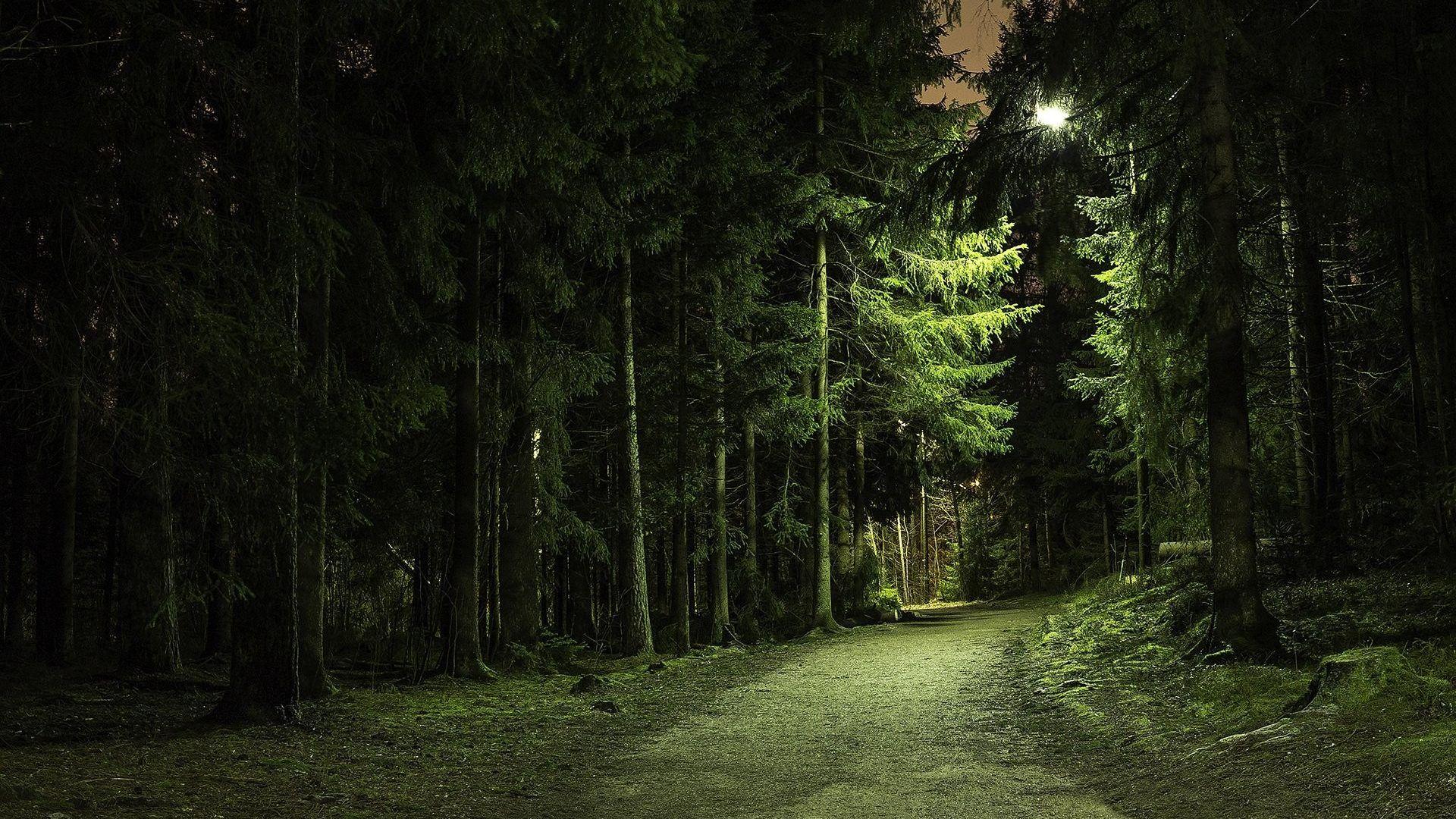 Night Forest Wallpapers Top Free Night Forest Backgrounds Wallpaperaccess
