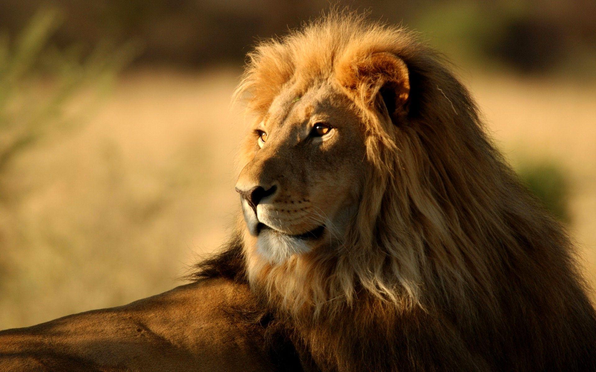 1920x1200 Lion Wallpaperx1200