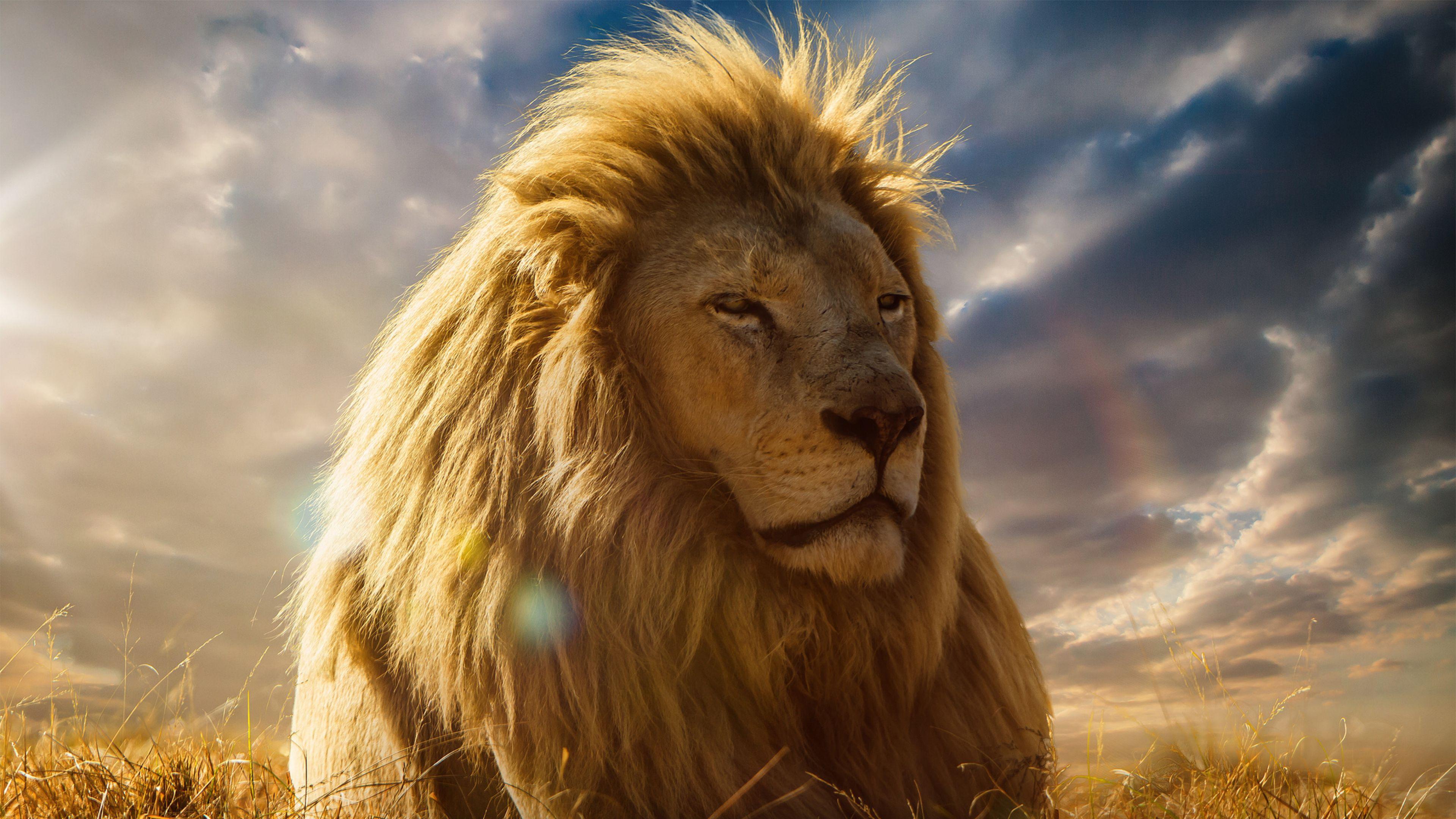 3840x2160 Lions Wallpaper Pc
