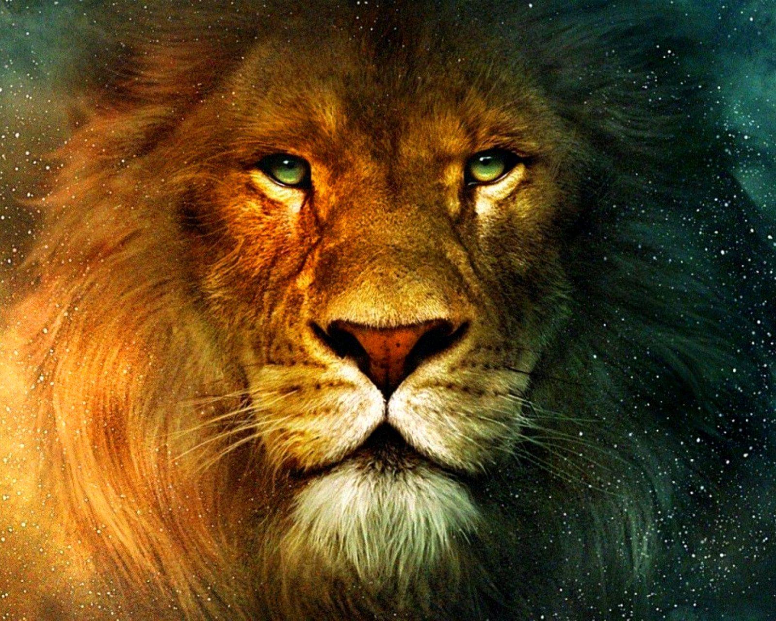 1600x1280 Lion And Wallpaper