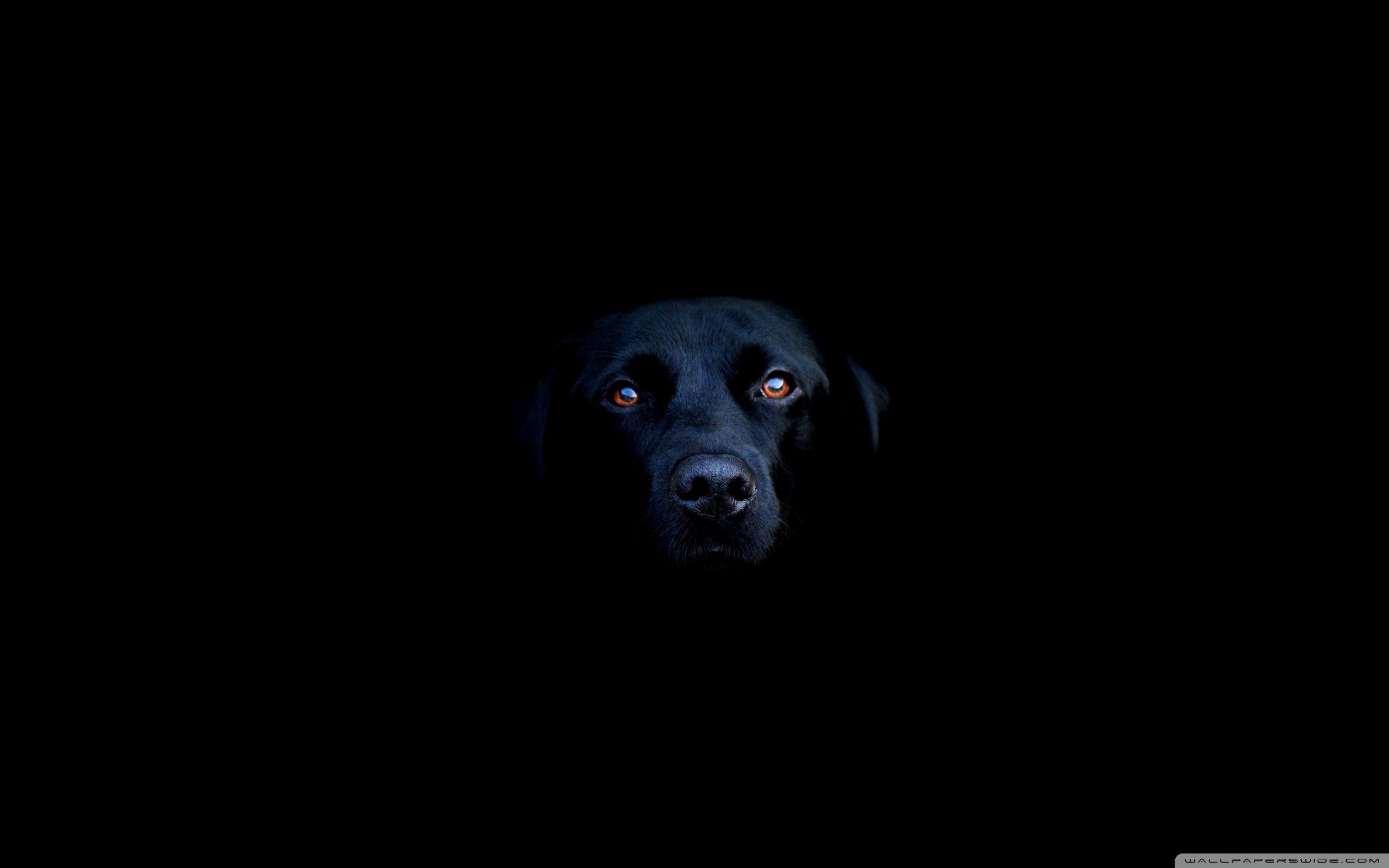 Black Dog Wallpapers - Top Free Black Dog Backgrounds - WallpaperAccess