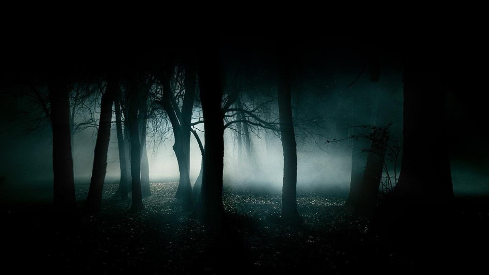 Night Forest Wallpapers Top Free Night Forest Backgrounds Wallpaperaccess