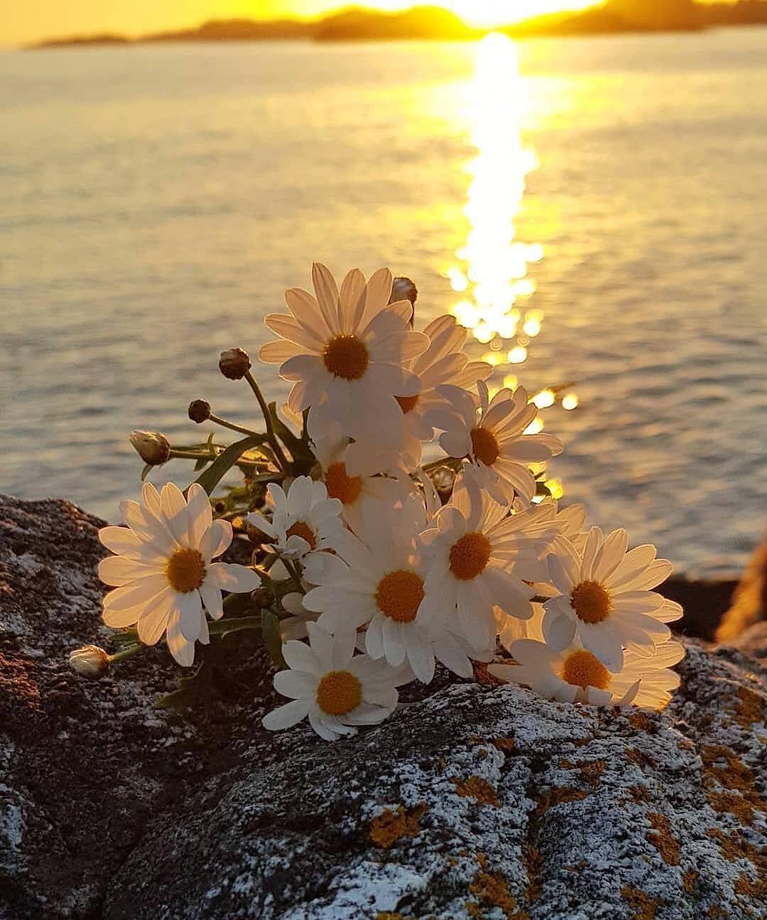 1080x1296 Beautiful sunrise. Latar belakang, Bunga daisy, Bunga liar
