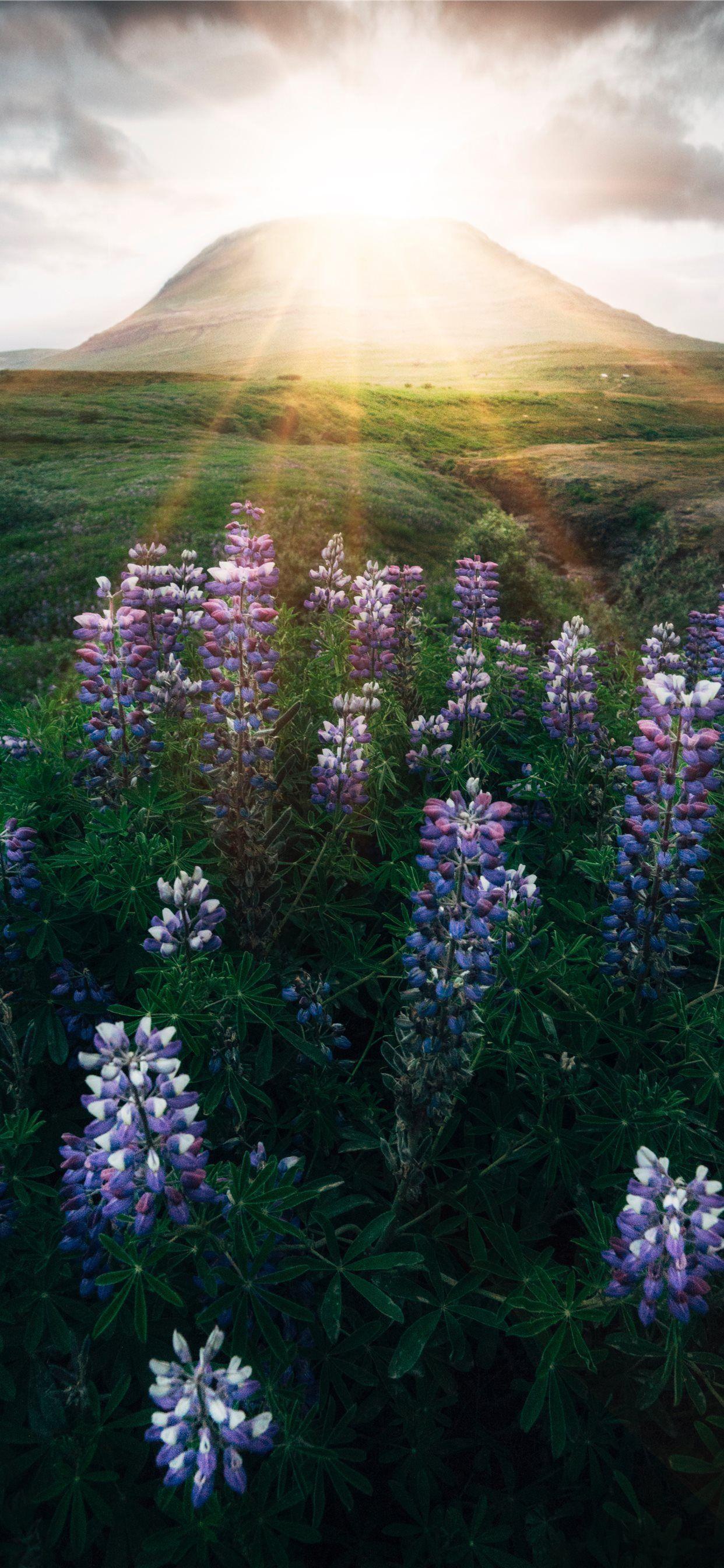 1242x2688 pink and white flowers under sunrise iPhone X Wallpaper Free Download