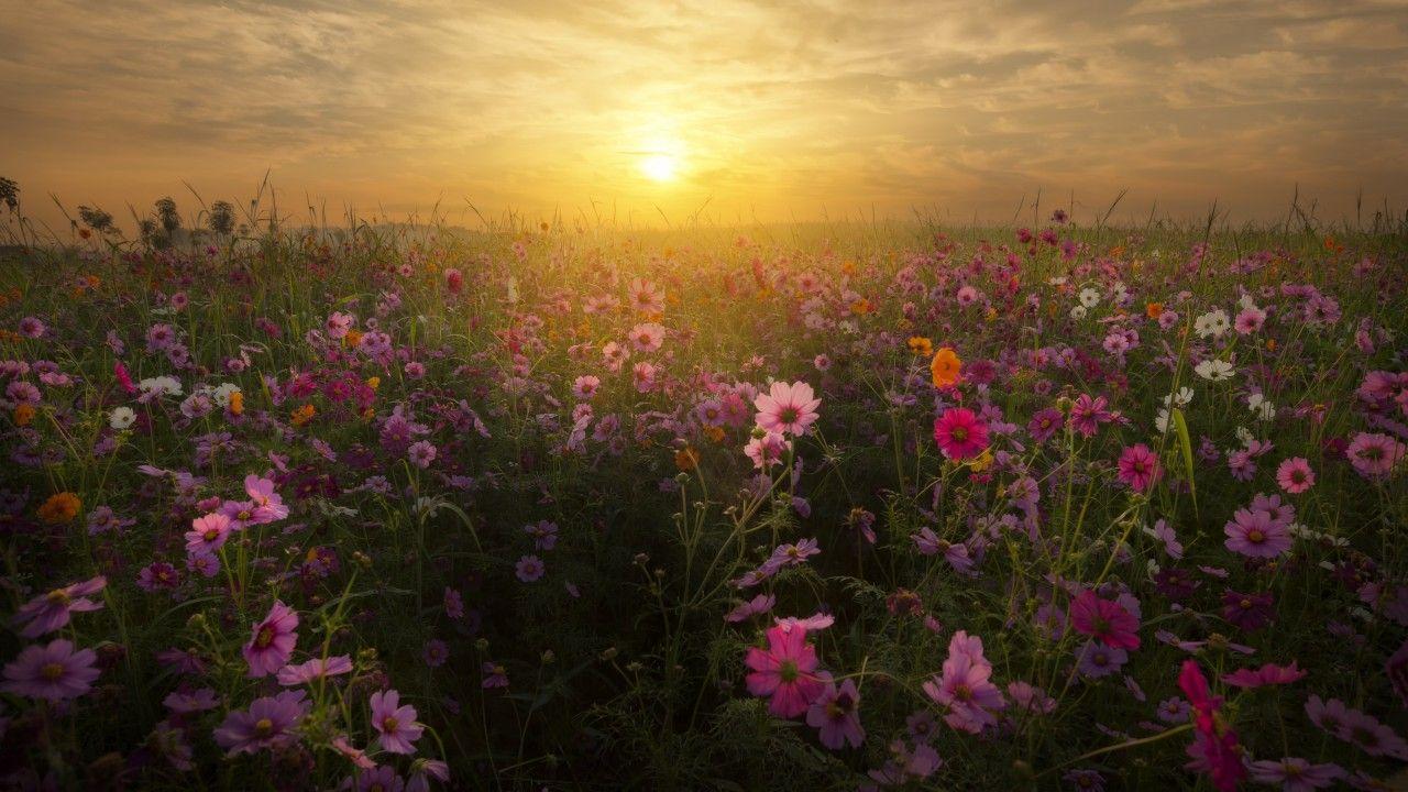 Flower Sunrise Wallpapers Top Free Flower Sunrise Backgrounds