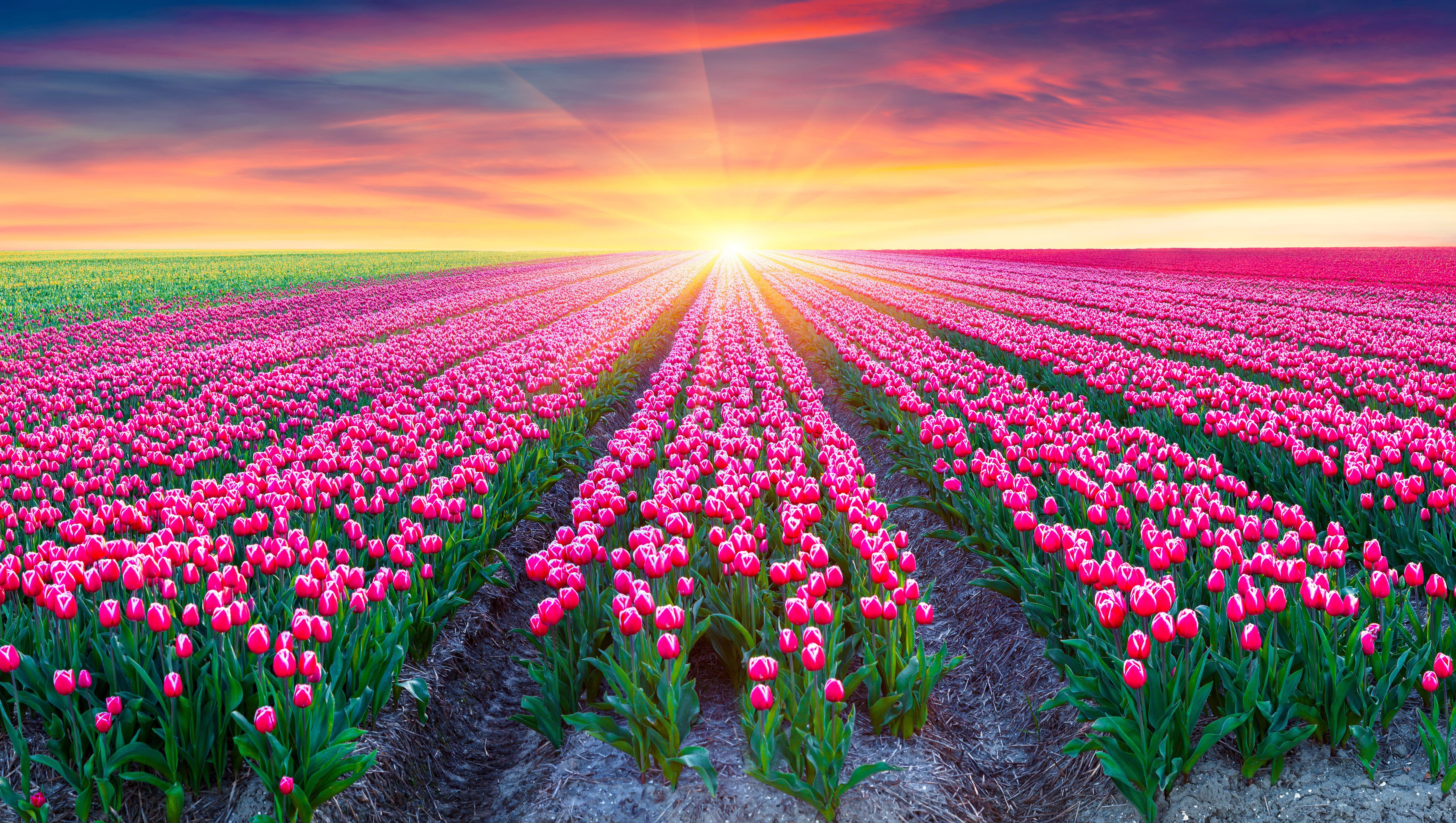 7000x3960 Free download Desktop Wallpaper tulip Pink color Fields flower sunrise 7000x3960 [7000x3960] for your Desktop, Mobile & Tablet. Explore Many Wallpaper. Many Wallpaper, How Many Rolls of Wallpaper