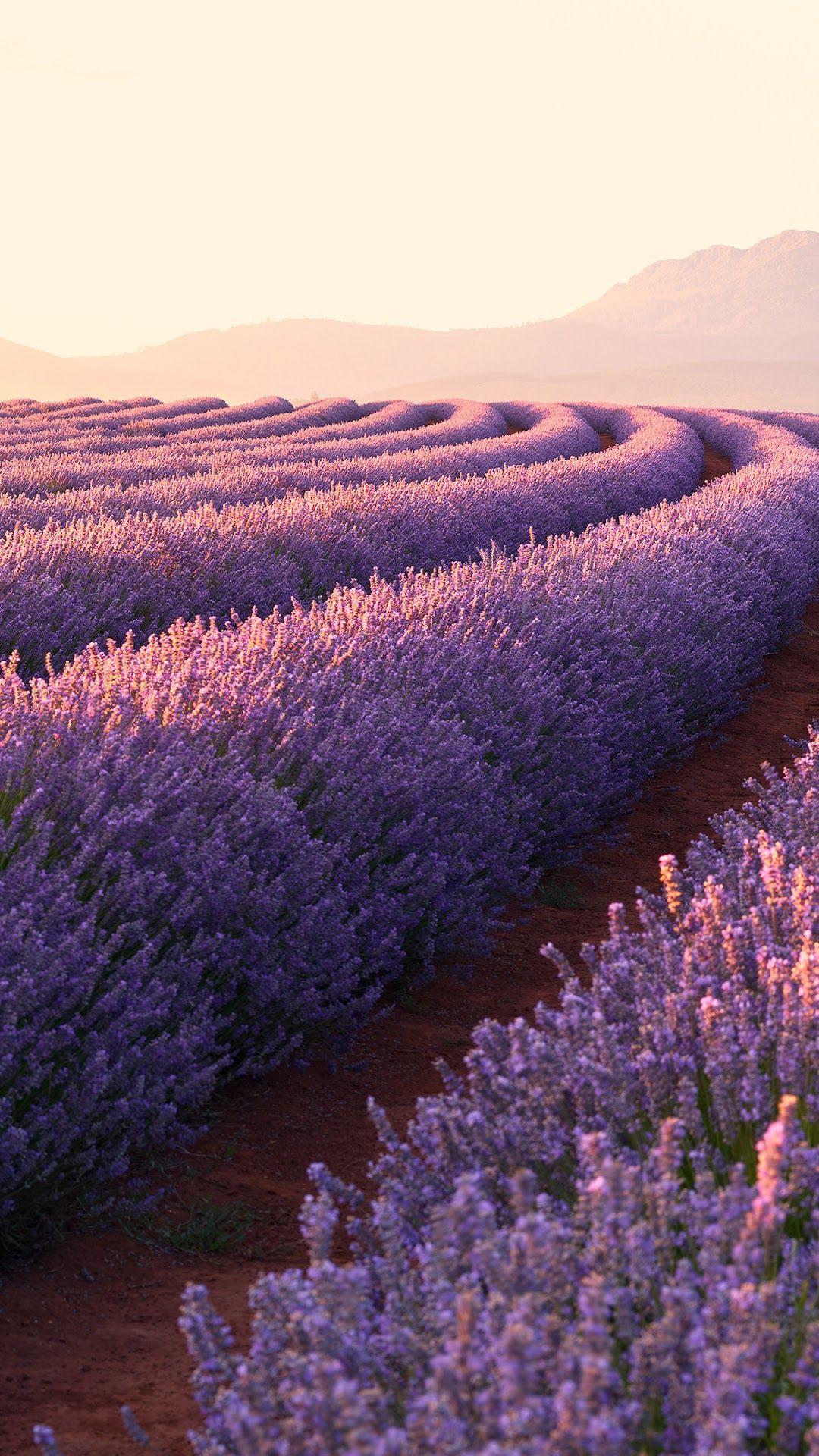 1080x1920 Flower Lavender Nature Landscape Sunrise Scenery 4K Wallpaper