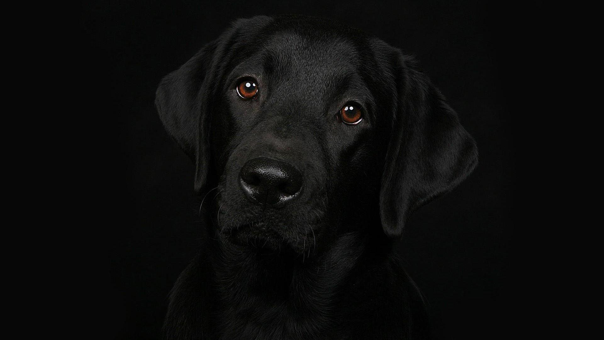 1920x1080 Black Dog Image Earthly Wallpaper 1080p