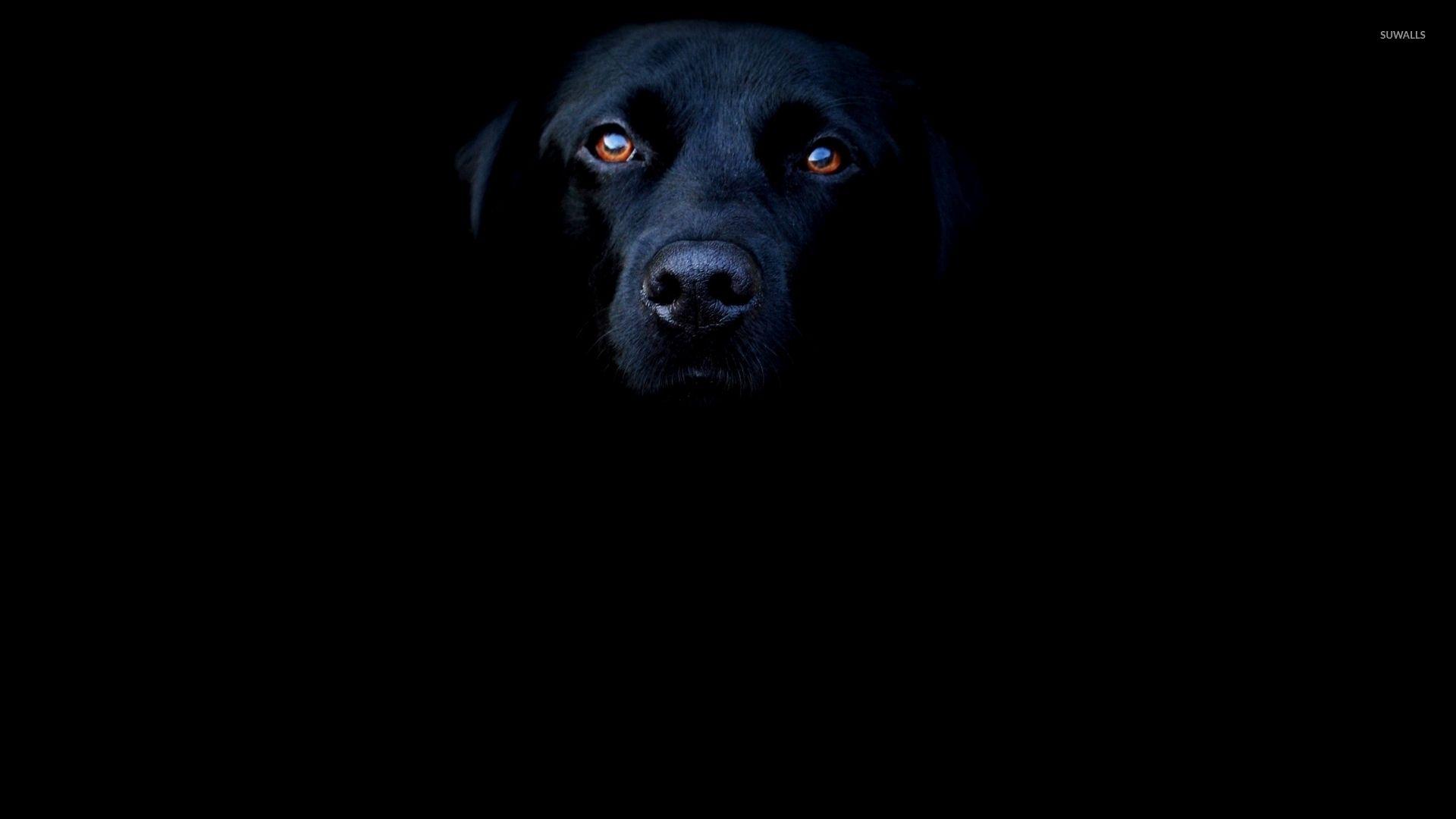 1920x1080 Black dog wallpaper wallpaper