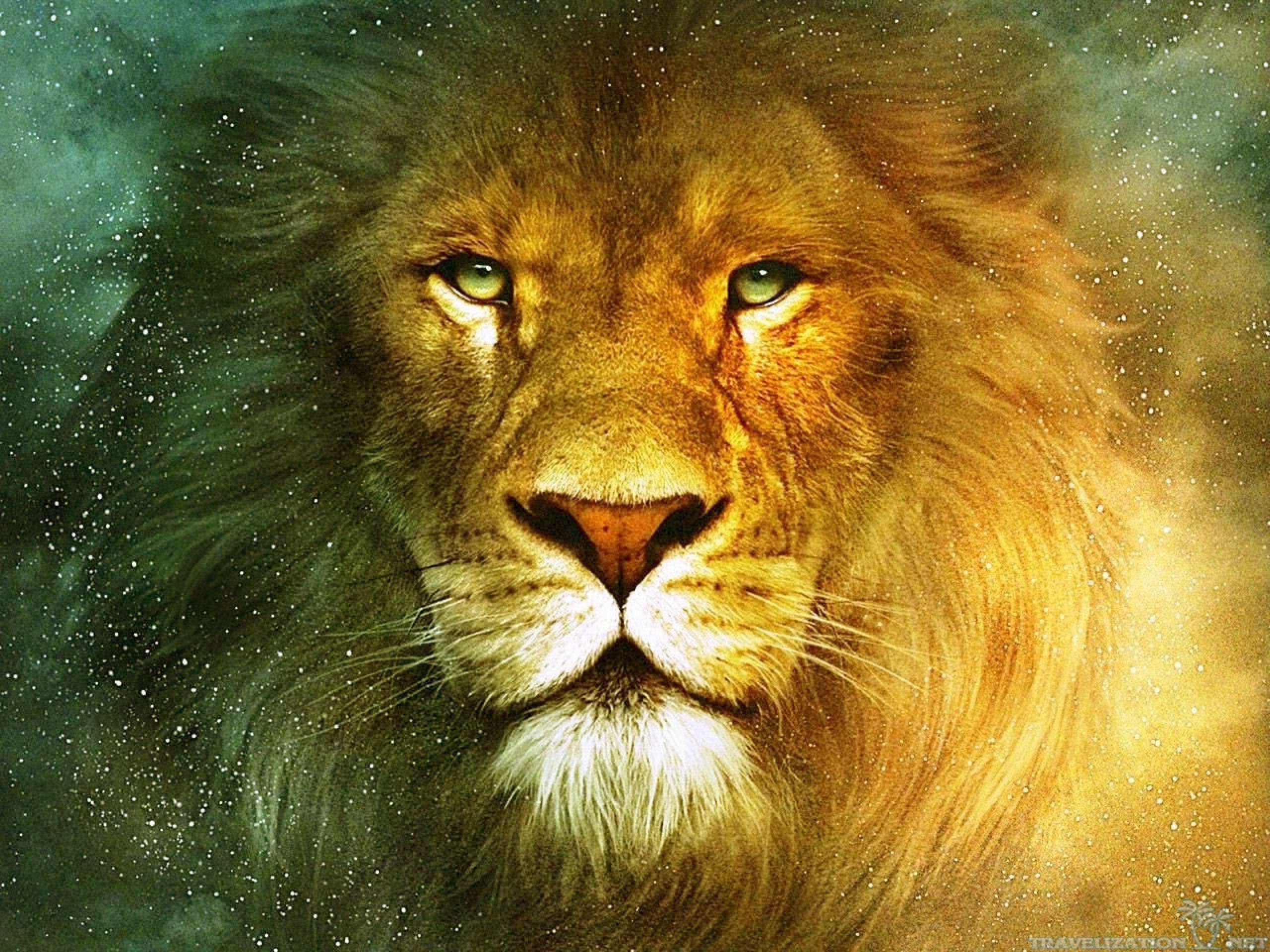 2560x1920 Lion Background, HQ, Bahiyya Blackbourn